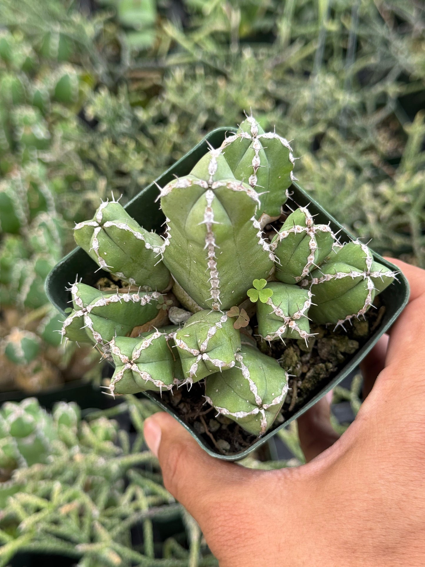 Euphorbia makallensis