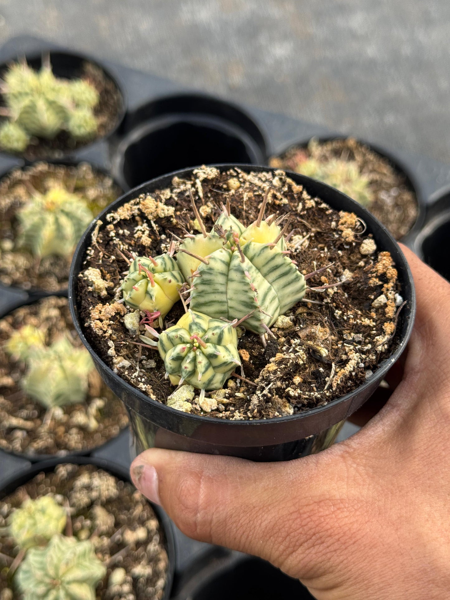 Euphorbia meloformis variegada cluster