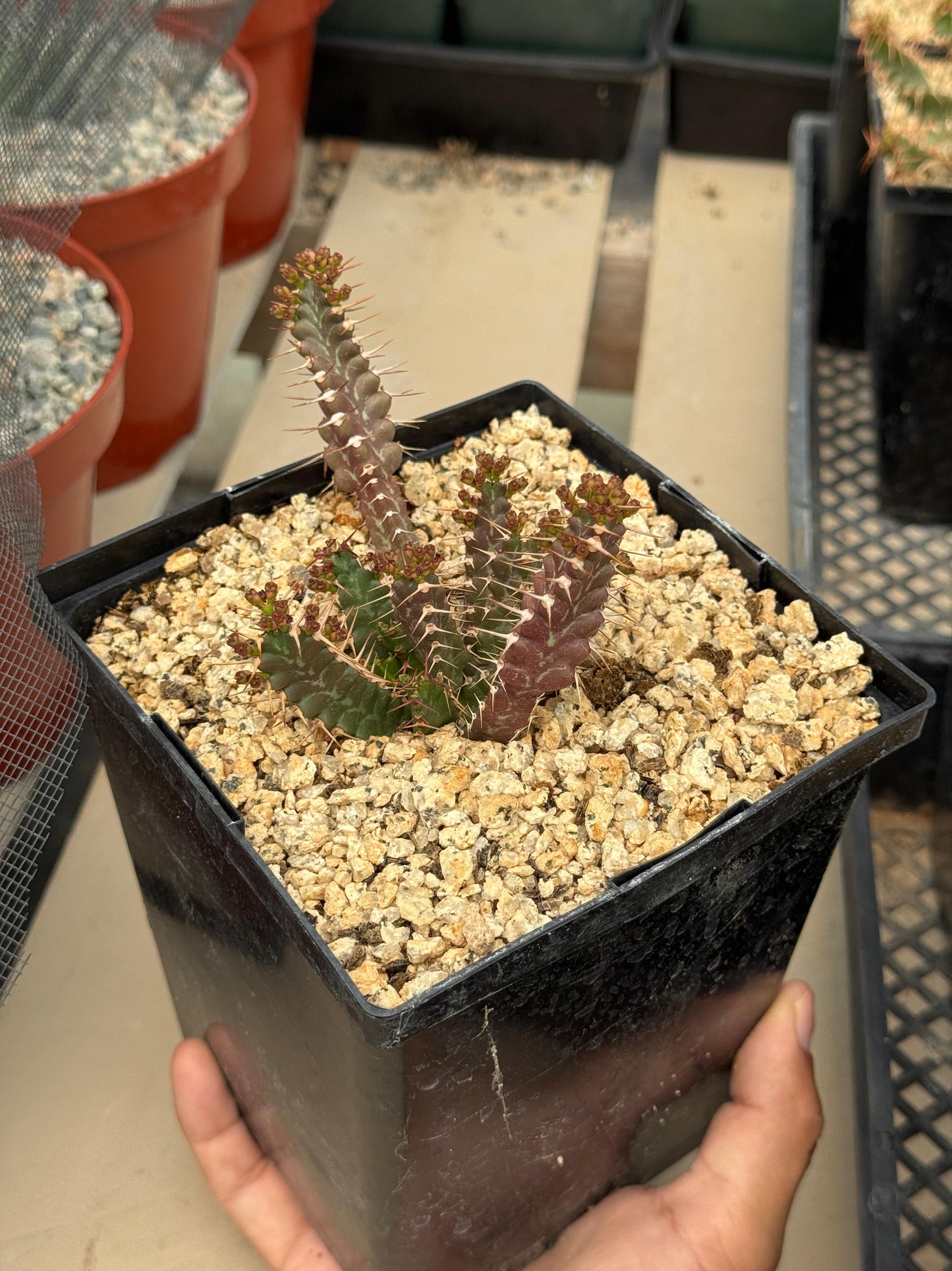 Euphorbia micracantha
