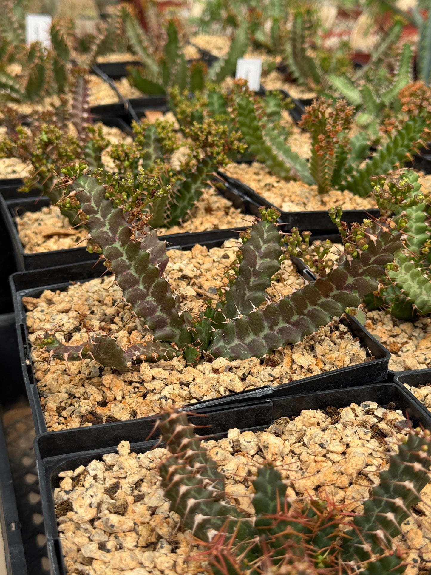 Euphorbia micracantha