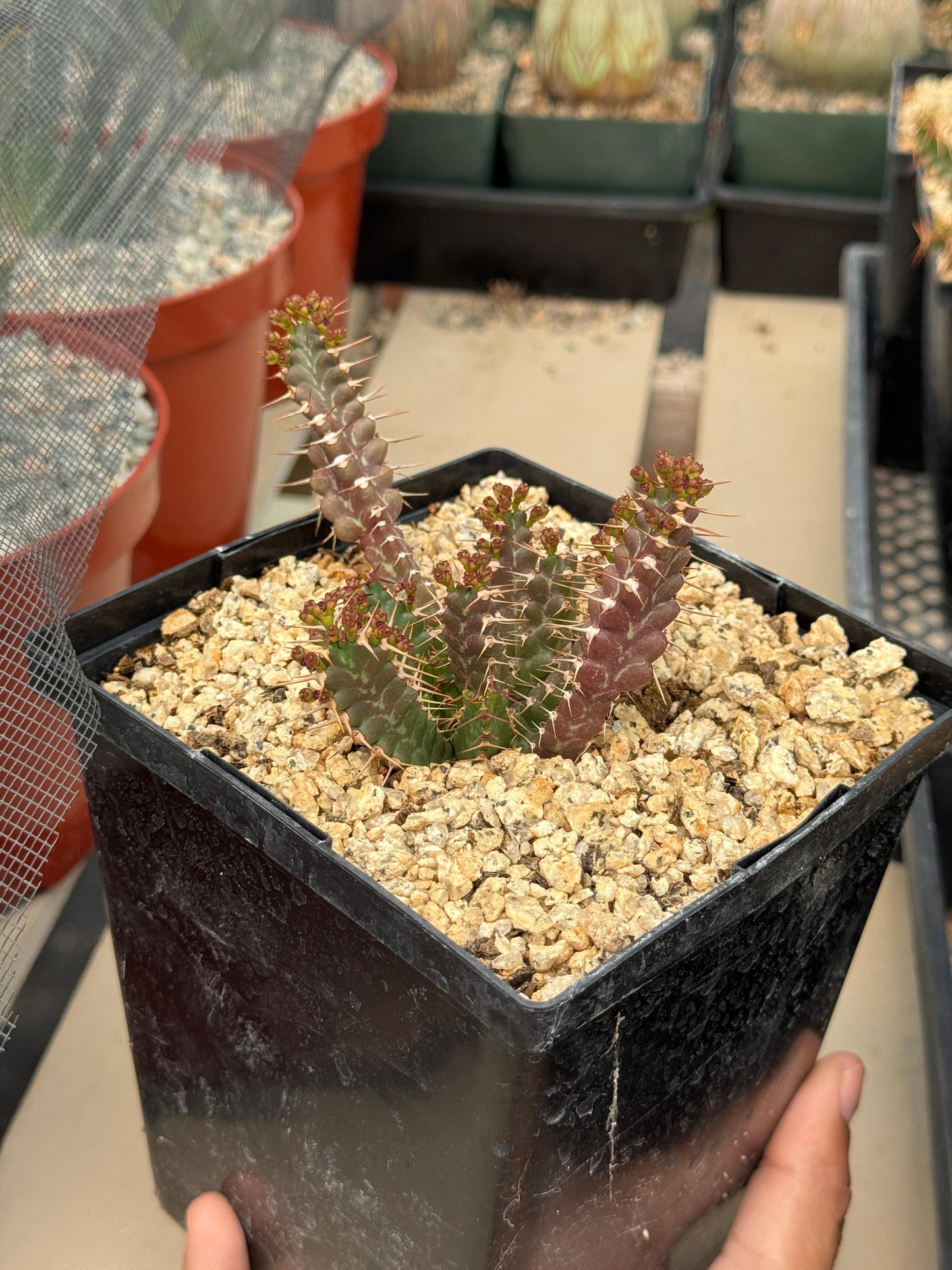 Euphorbia micracantha