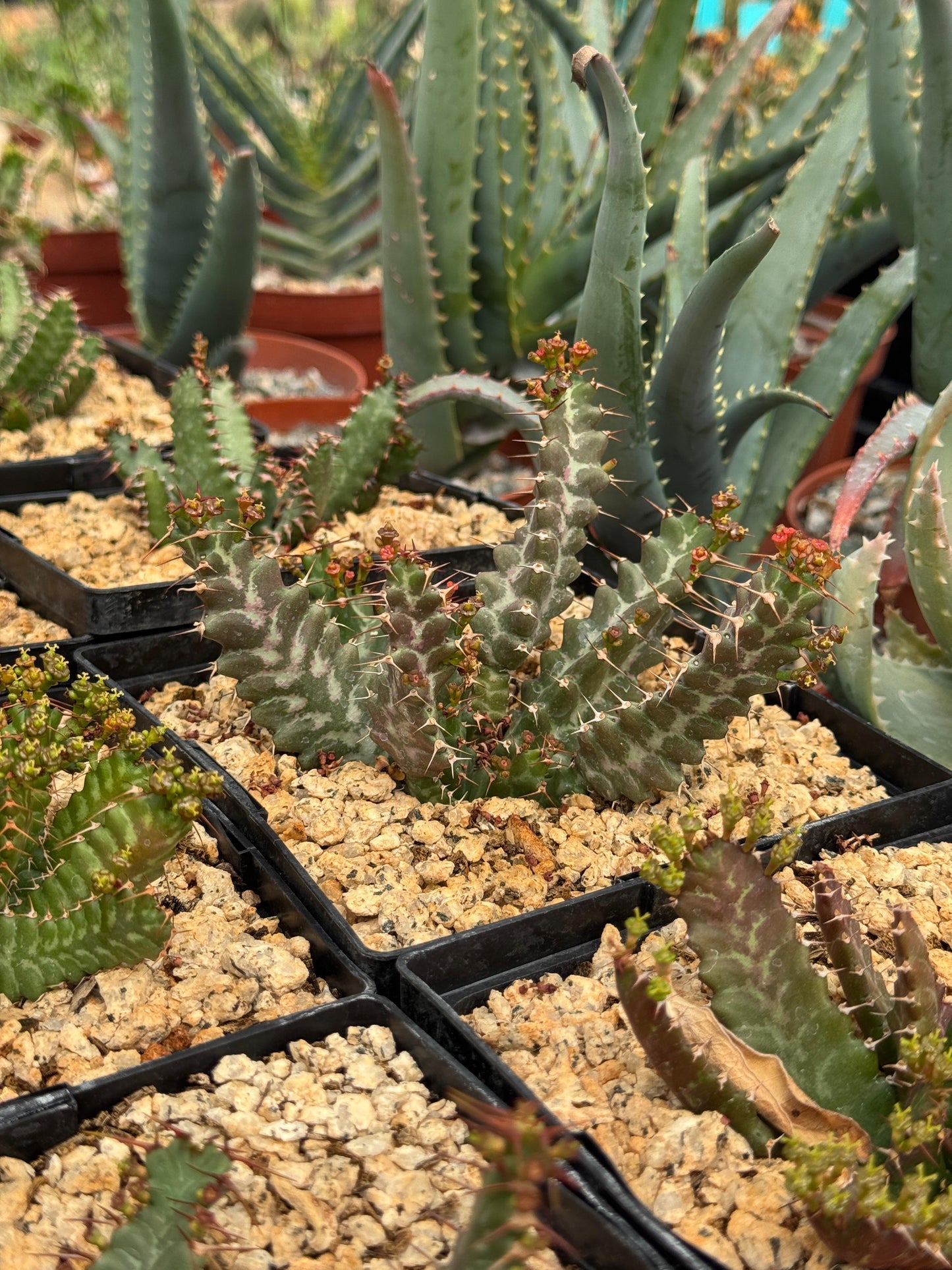 Euphorbia micracantha