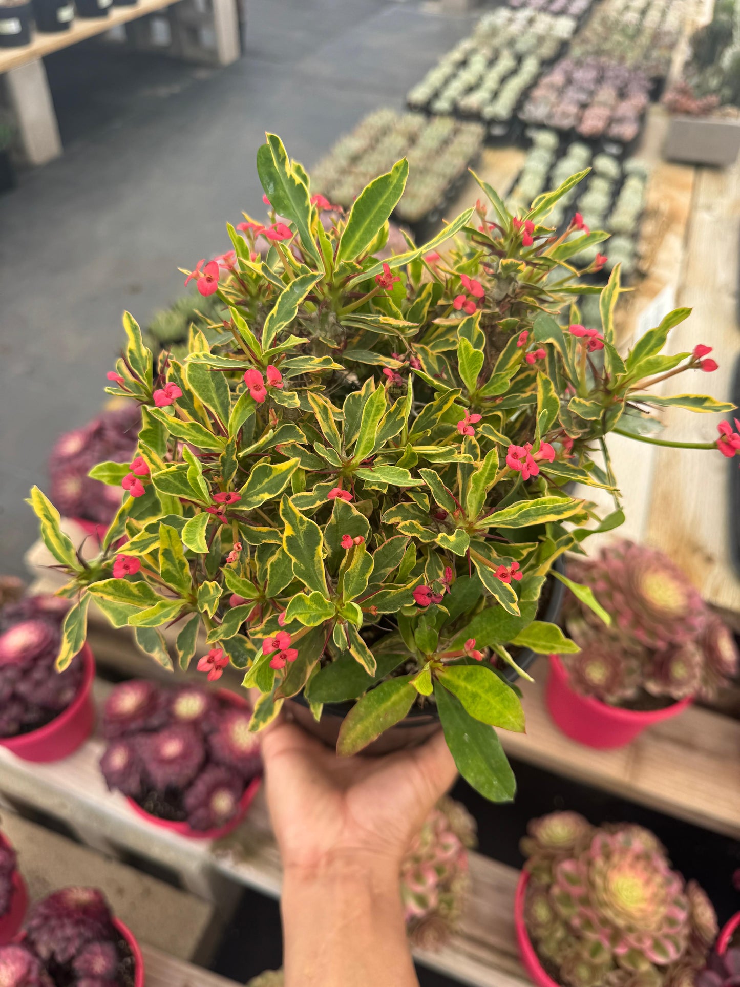 Euphorbia milii (corona de Cristo) Variegada