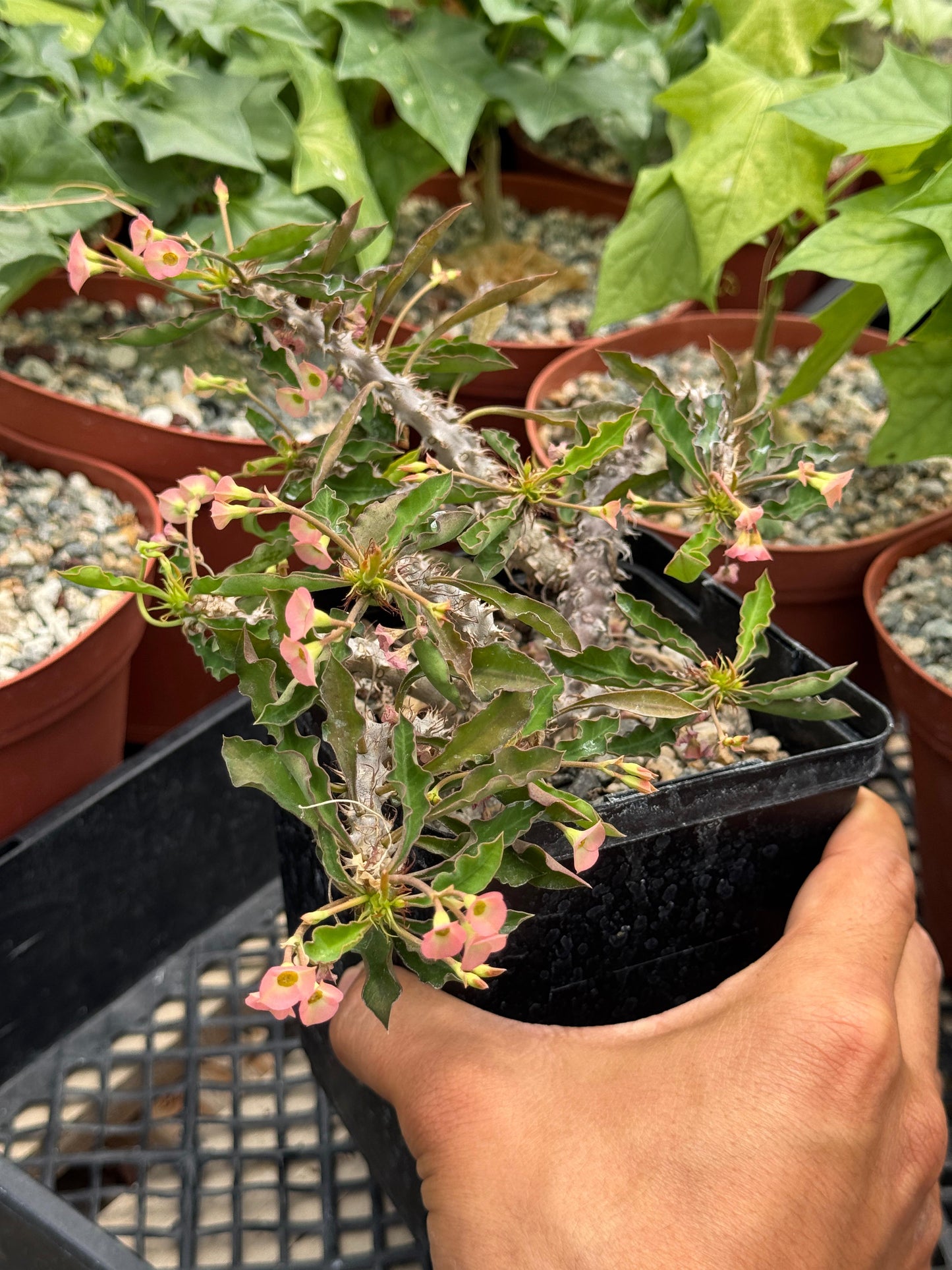 Euphorbia milii x decaryi