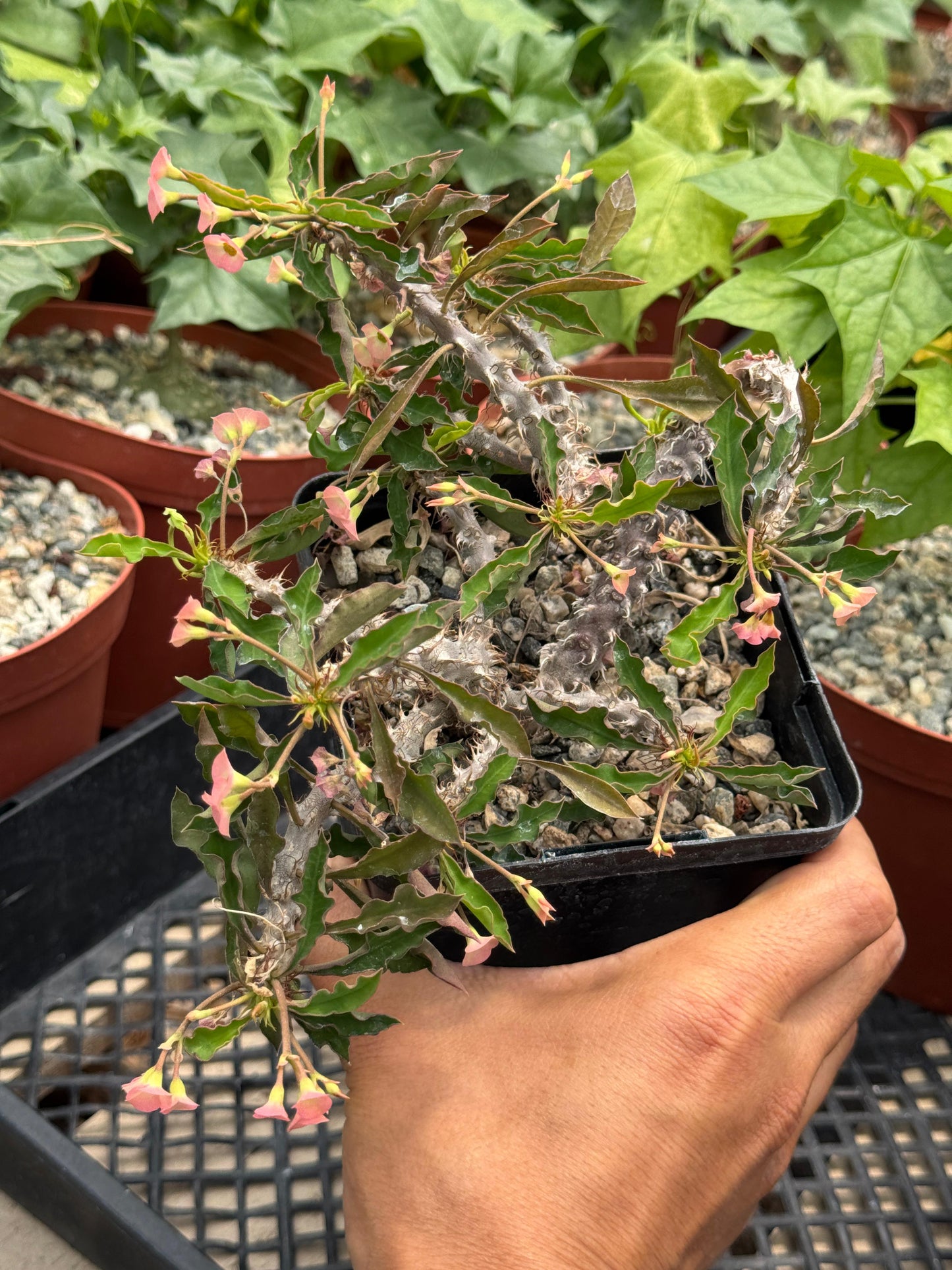 Euphorbia milii x decaryi