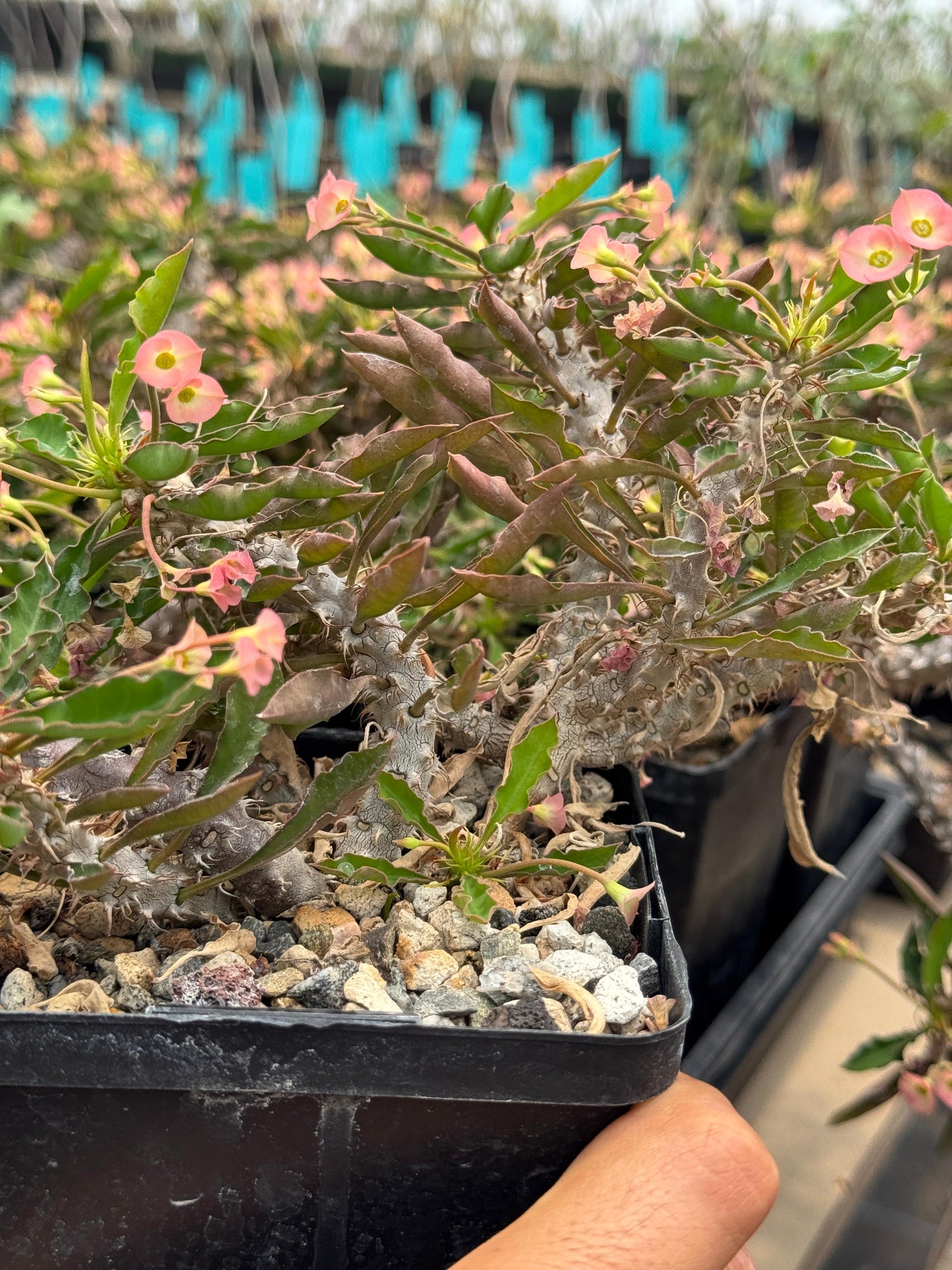 Euphorbia milii x decaryi