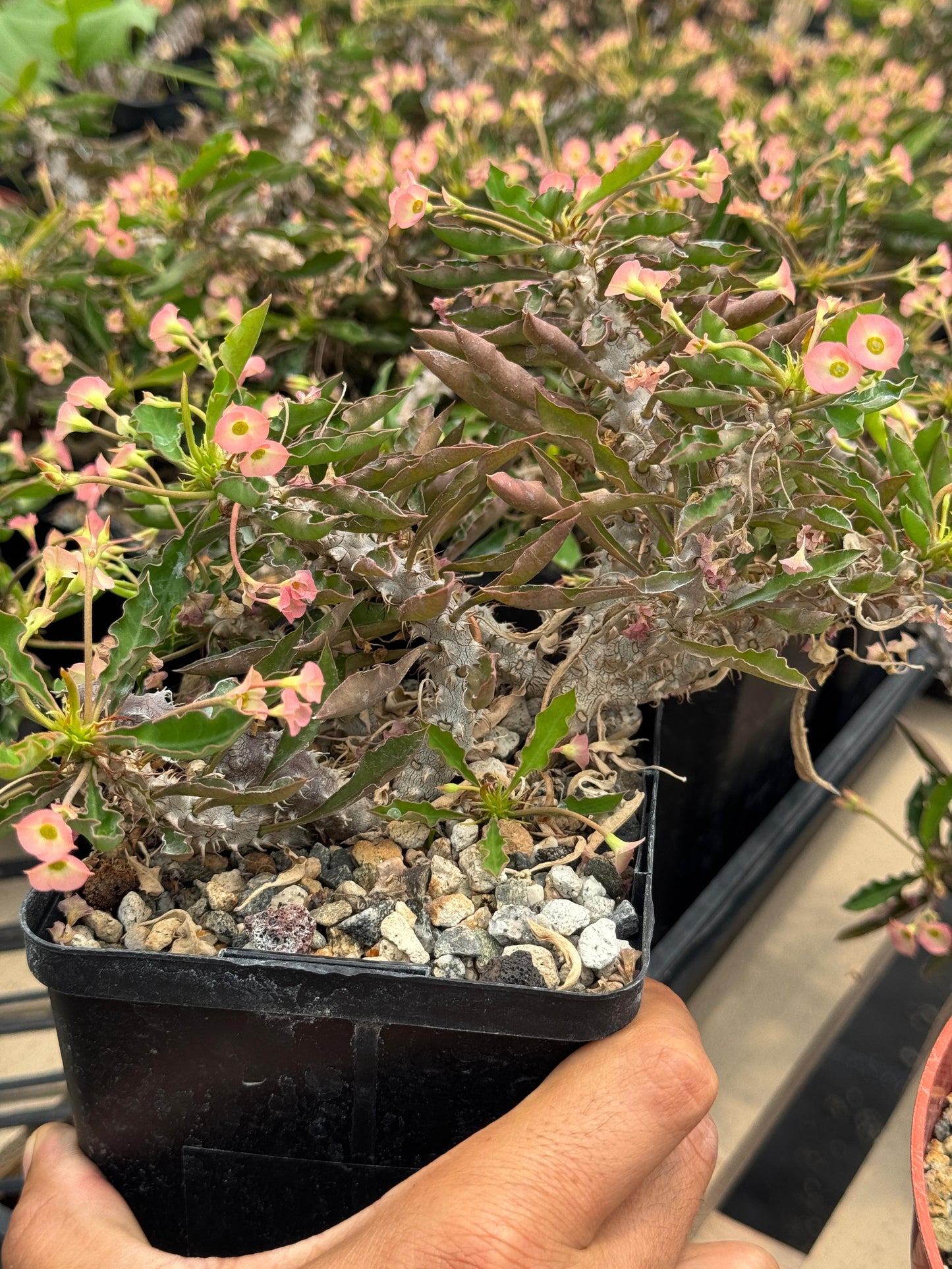 Euphorbia milii x decaryi