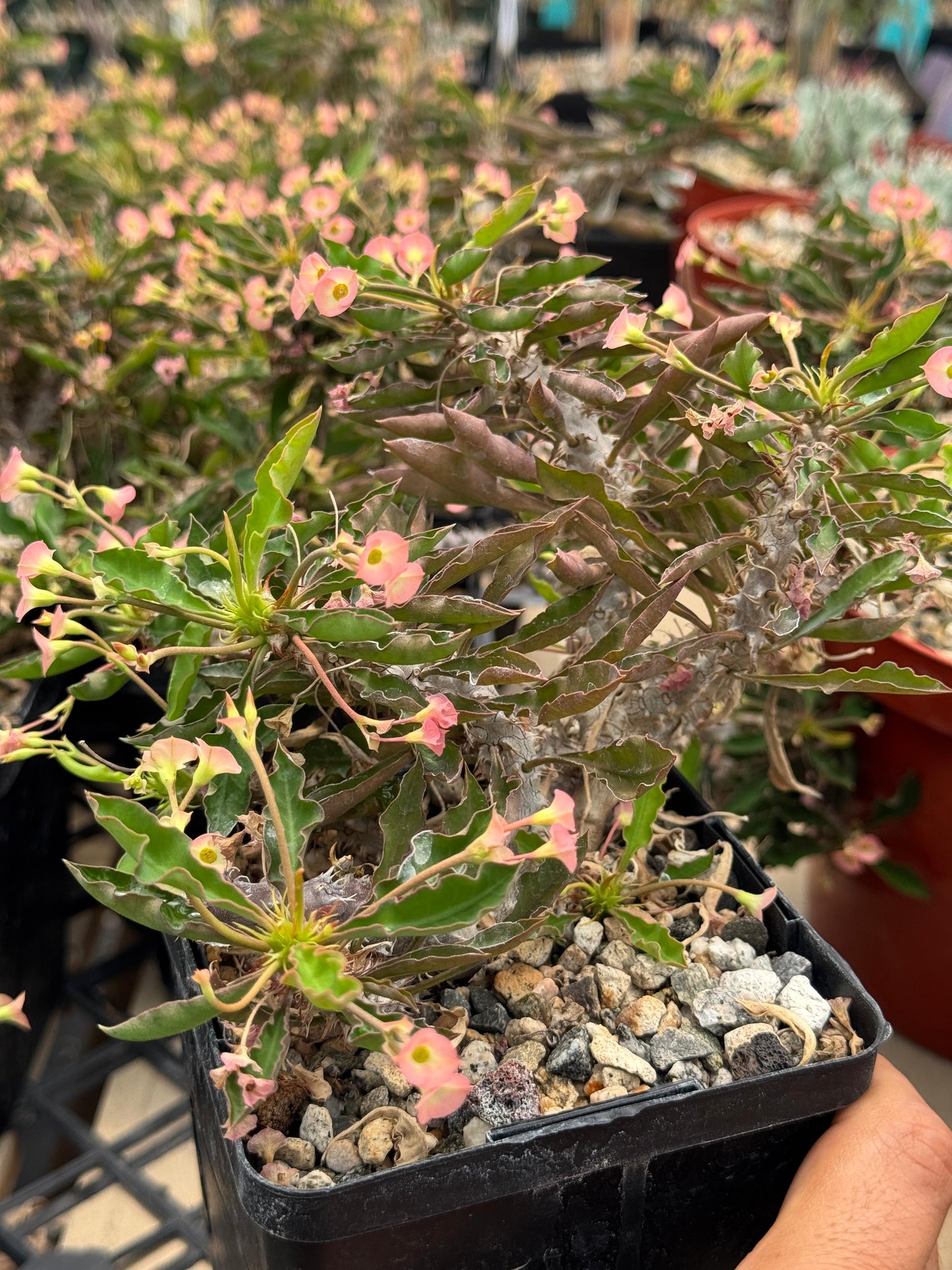 Euphorbia milii x decaryi
