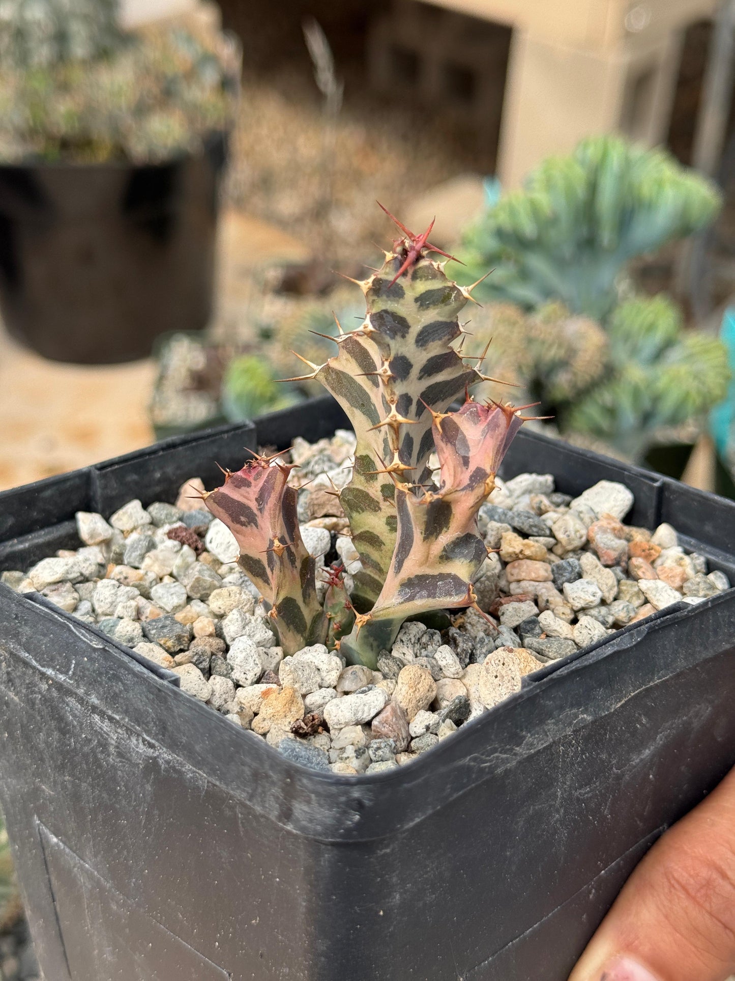 Euphorbia persistens