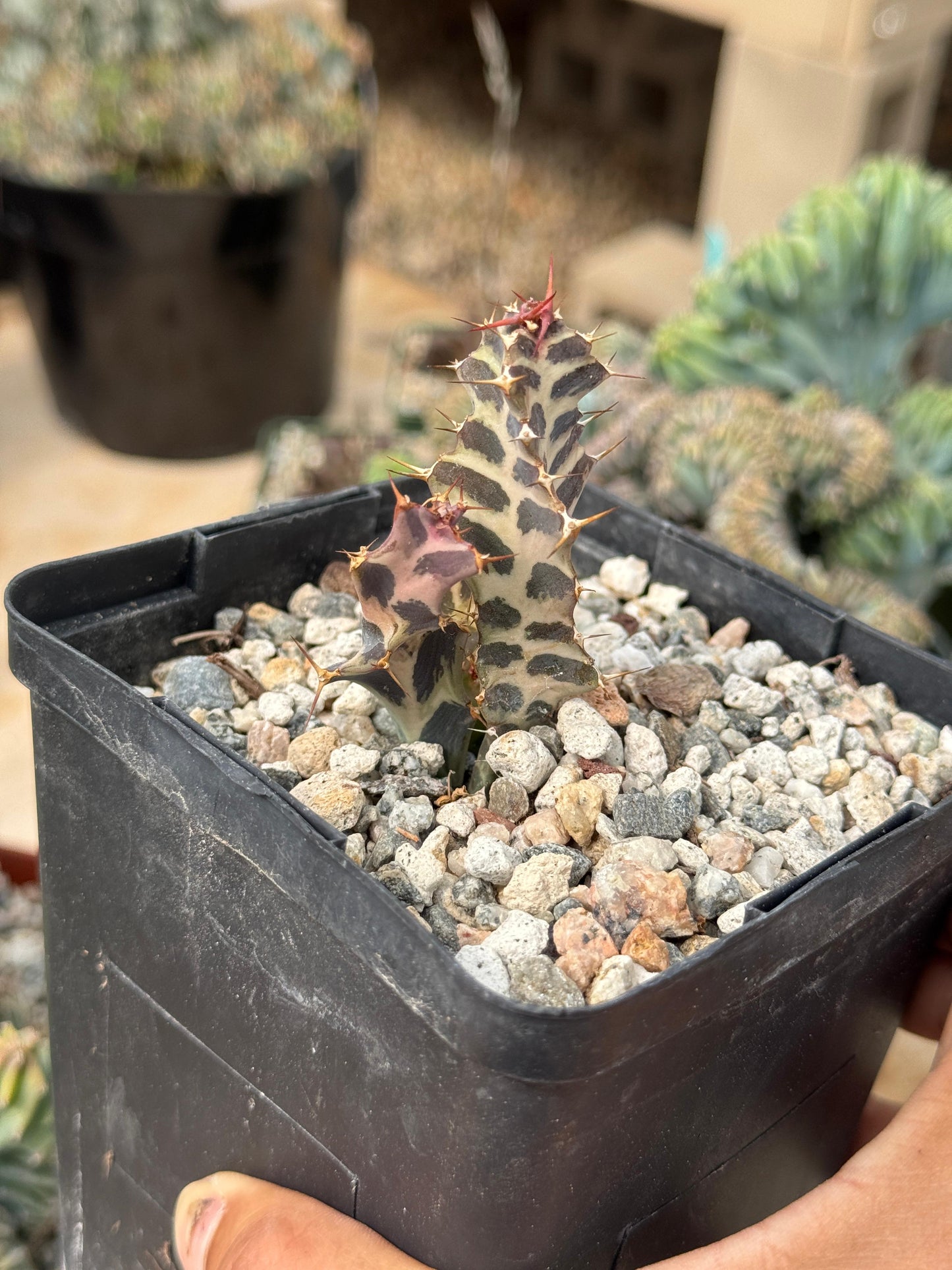 Euphorbia persistens