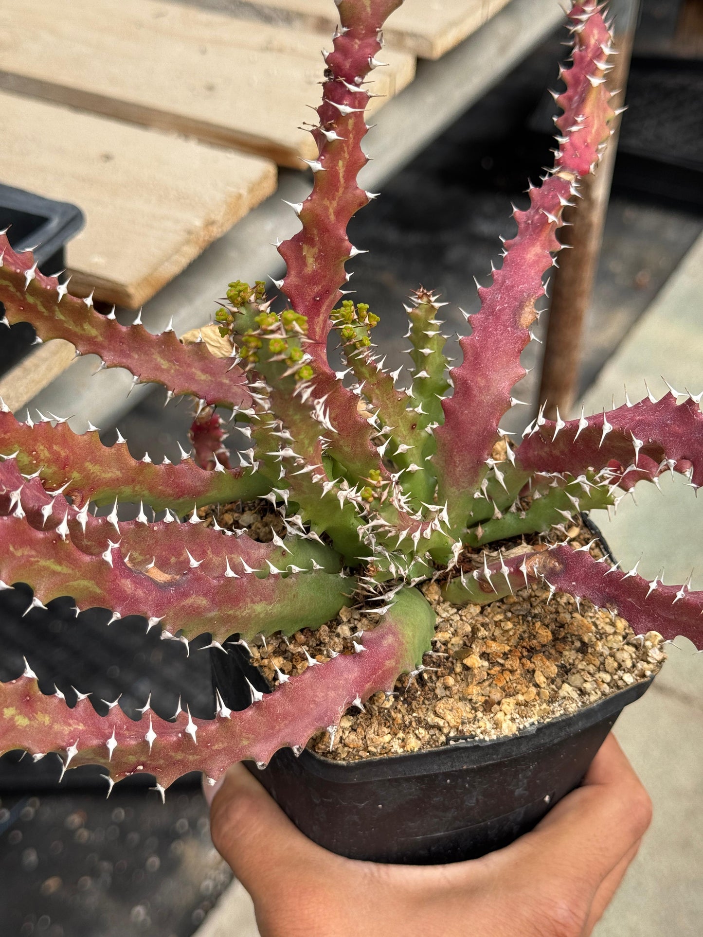 Euphorbia sqarrosa
