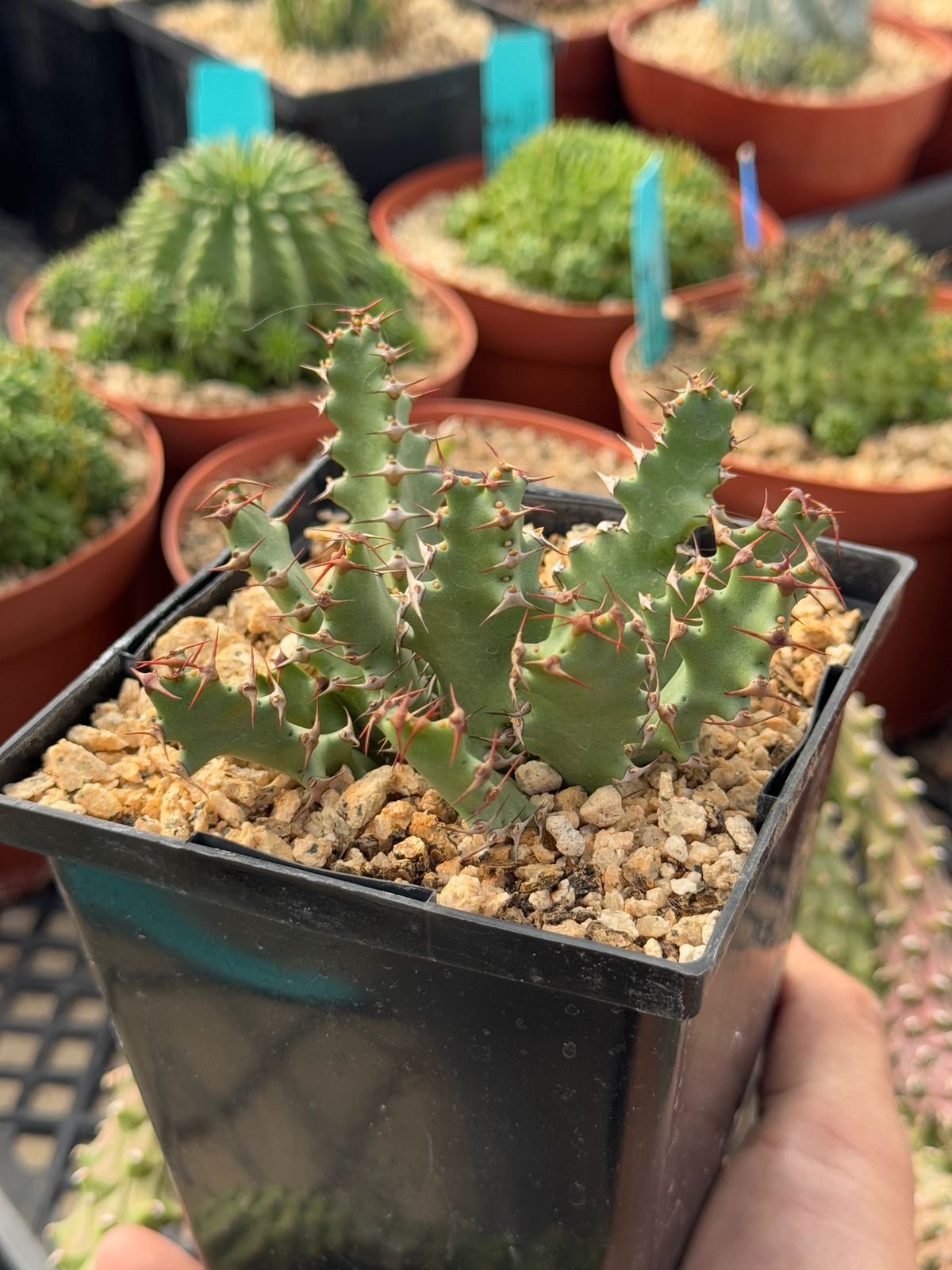 Euphorbia squarrosa 5”