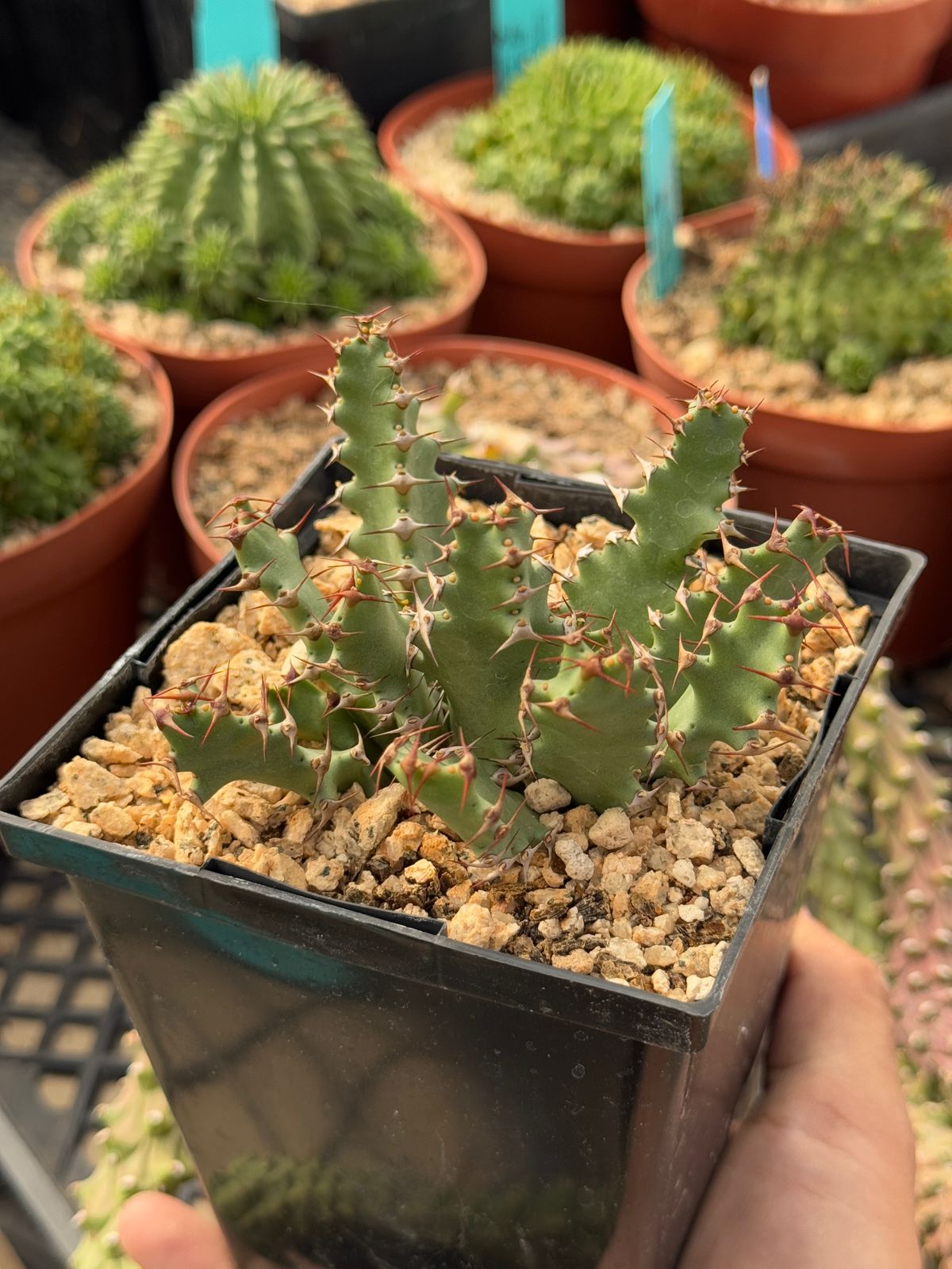 Euphorbia squarrosa 5”