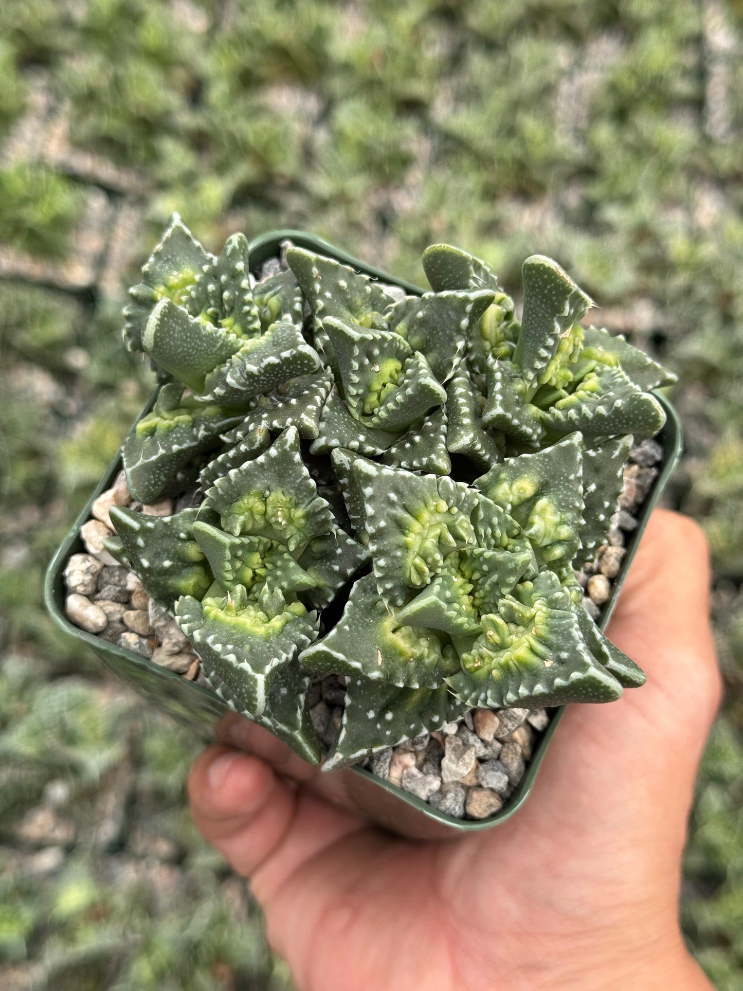 Faucaria Tuberculosa