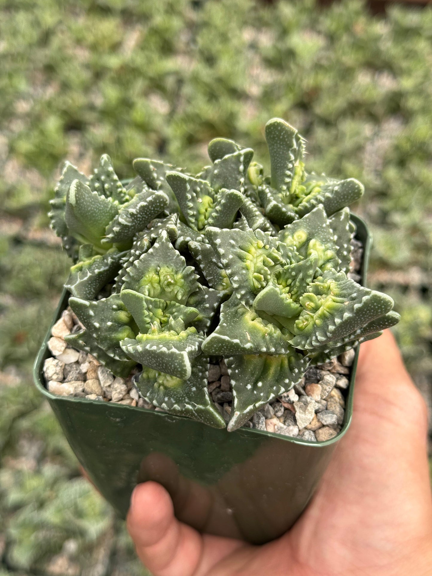 Faucaria Tuberculosa