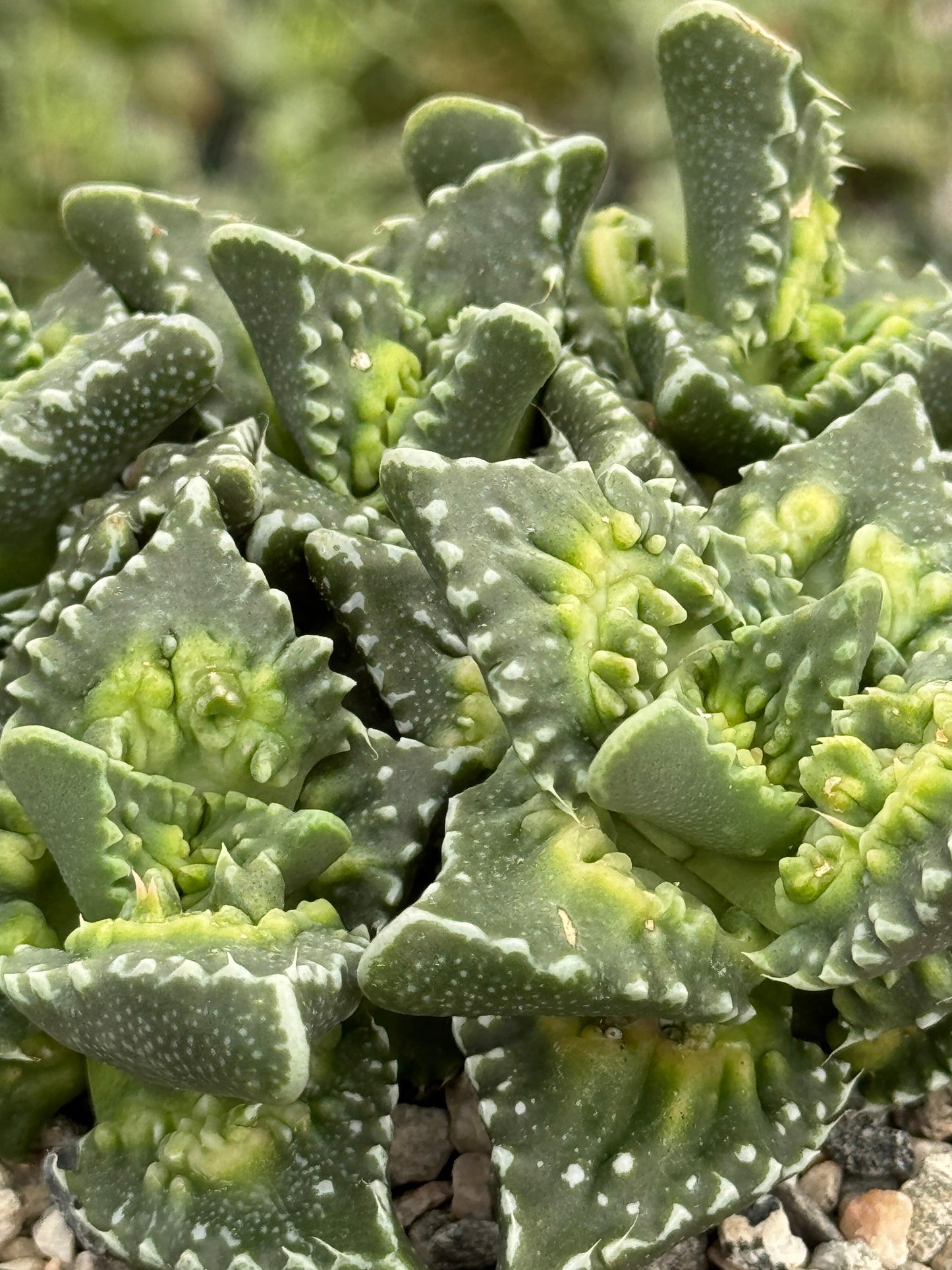 Faucaria Tuberculosa
