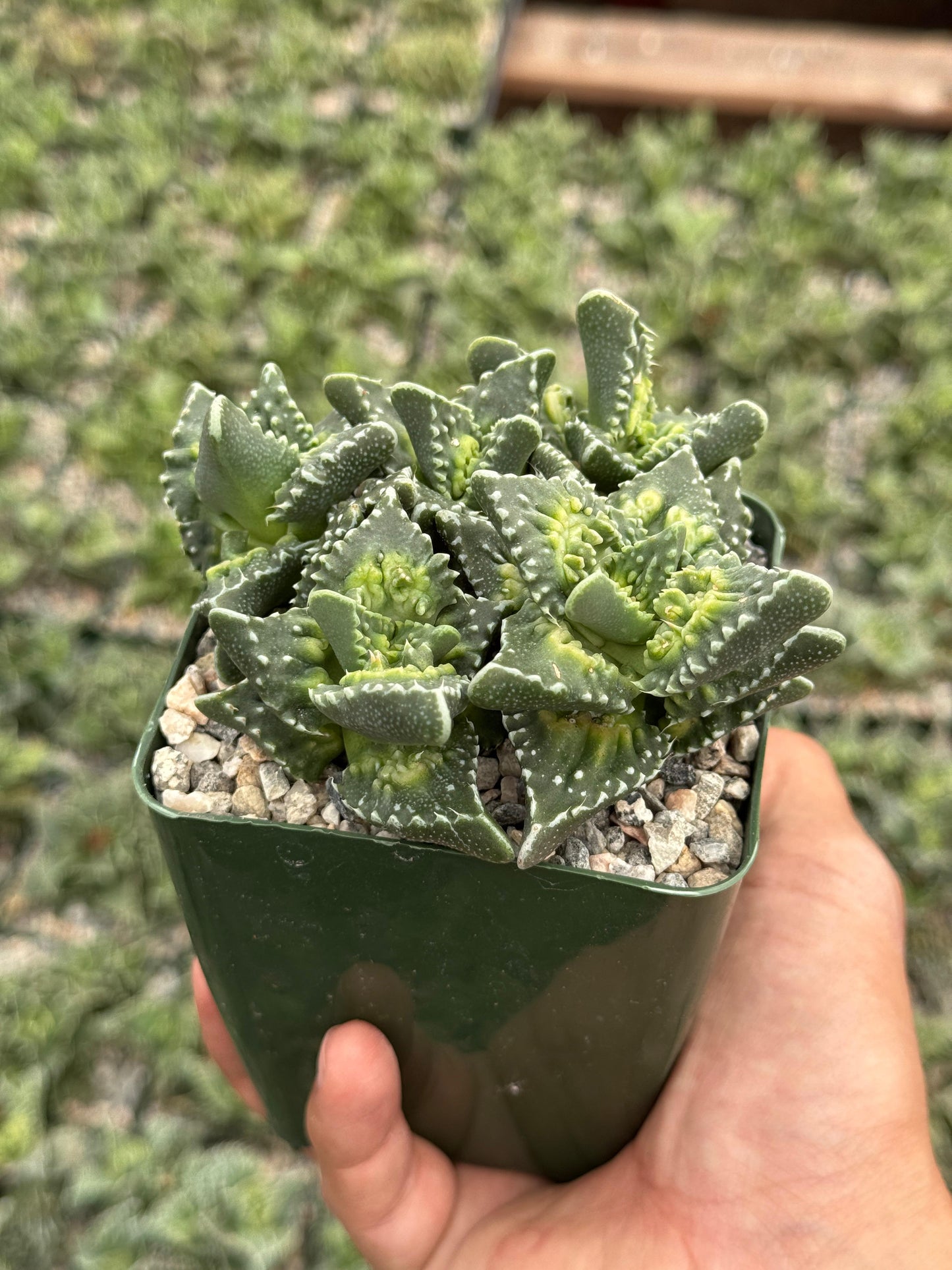 Faucaria Tuberculosa