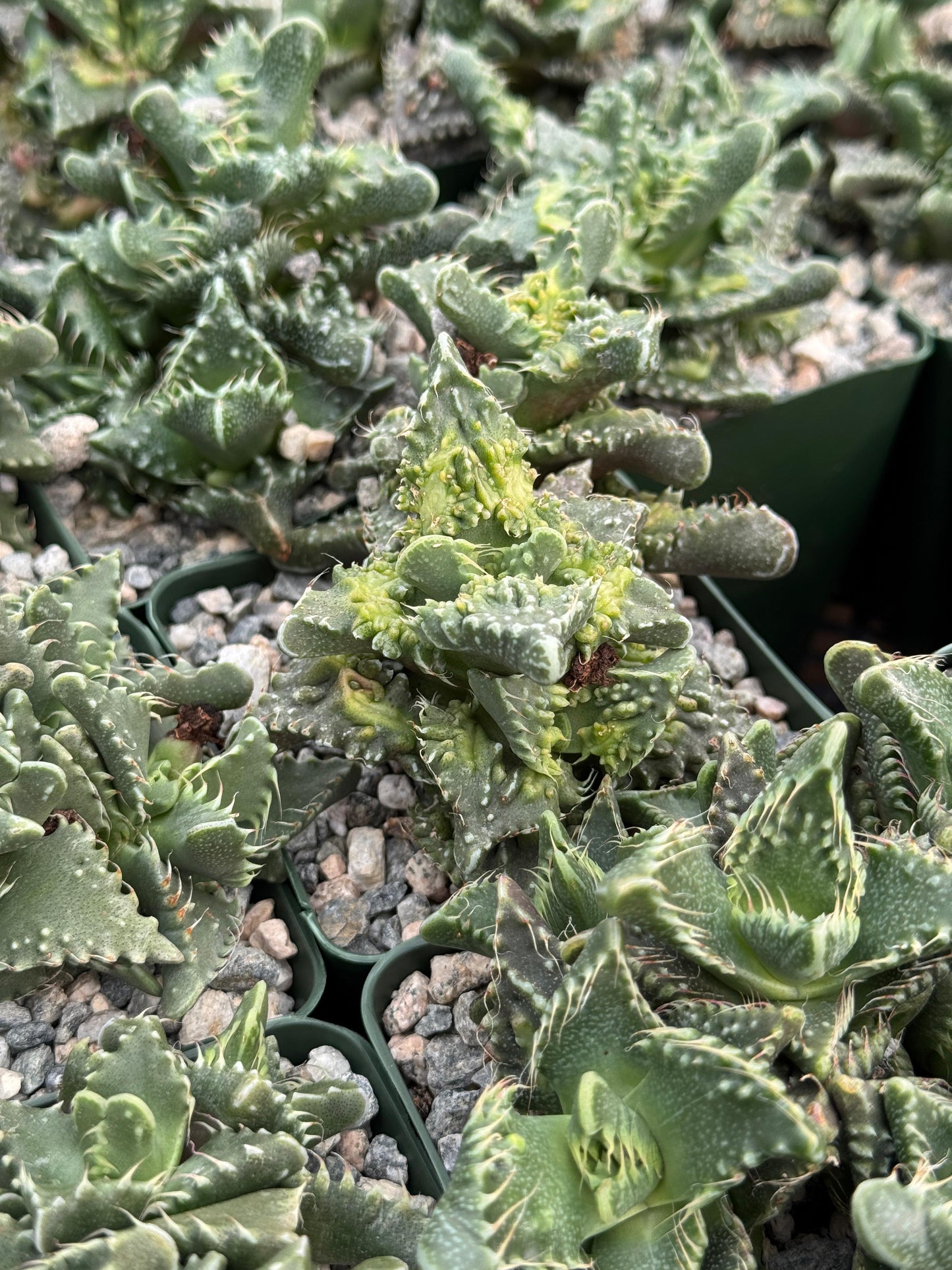 Faucaria Tuberculosa