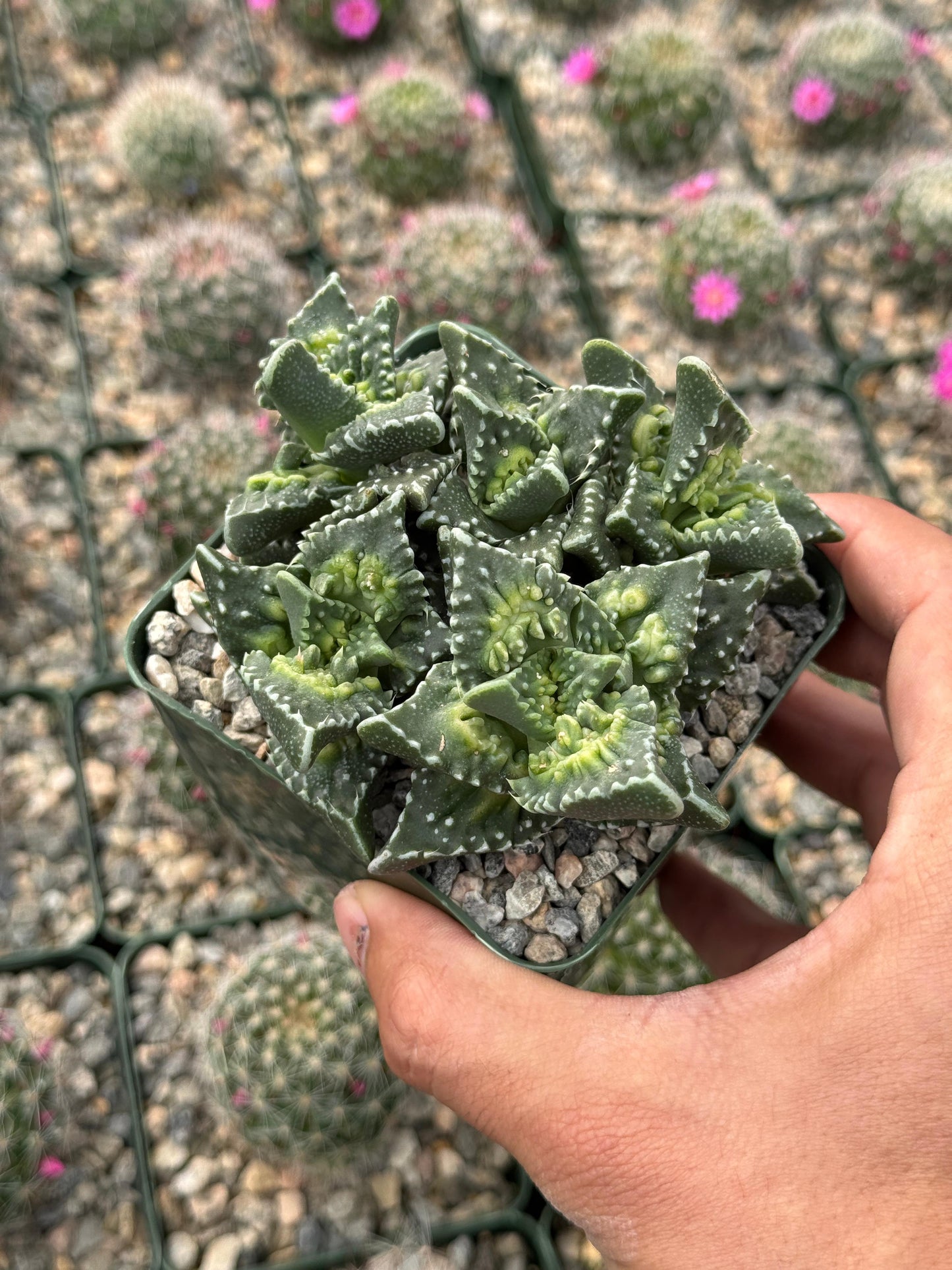 Faucaria Tuberculosa