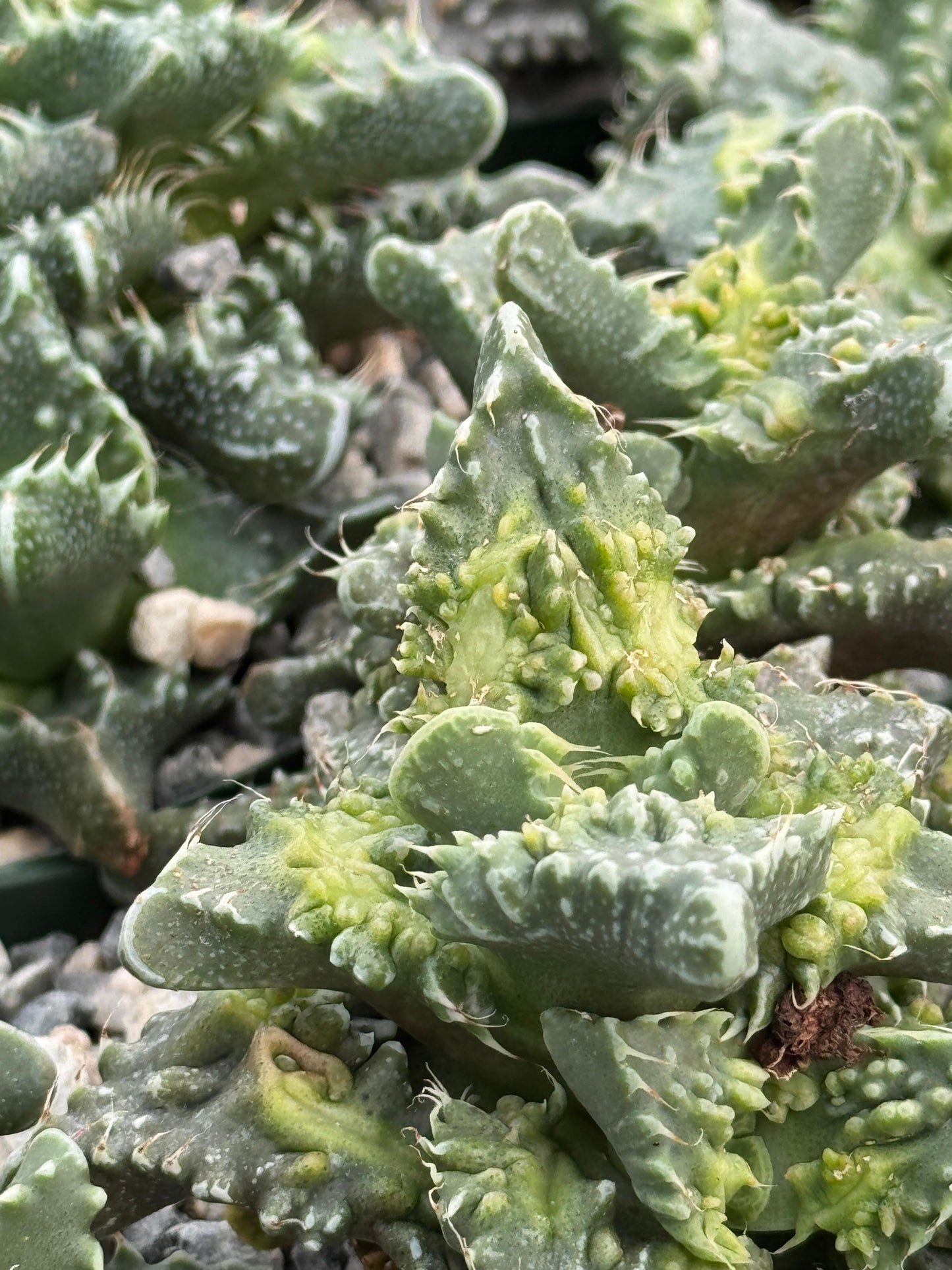 Faucaria Tuberculosa