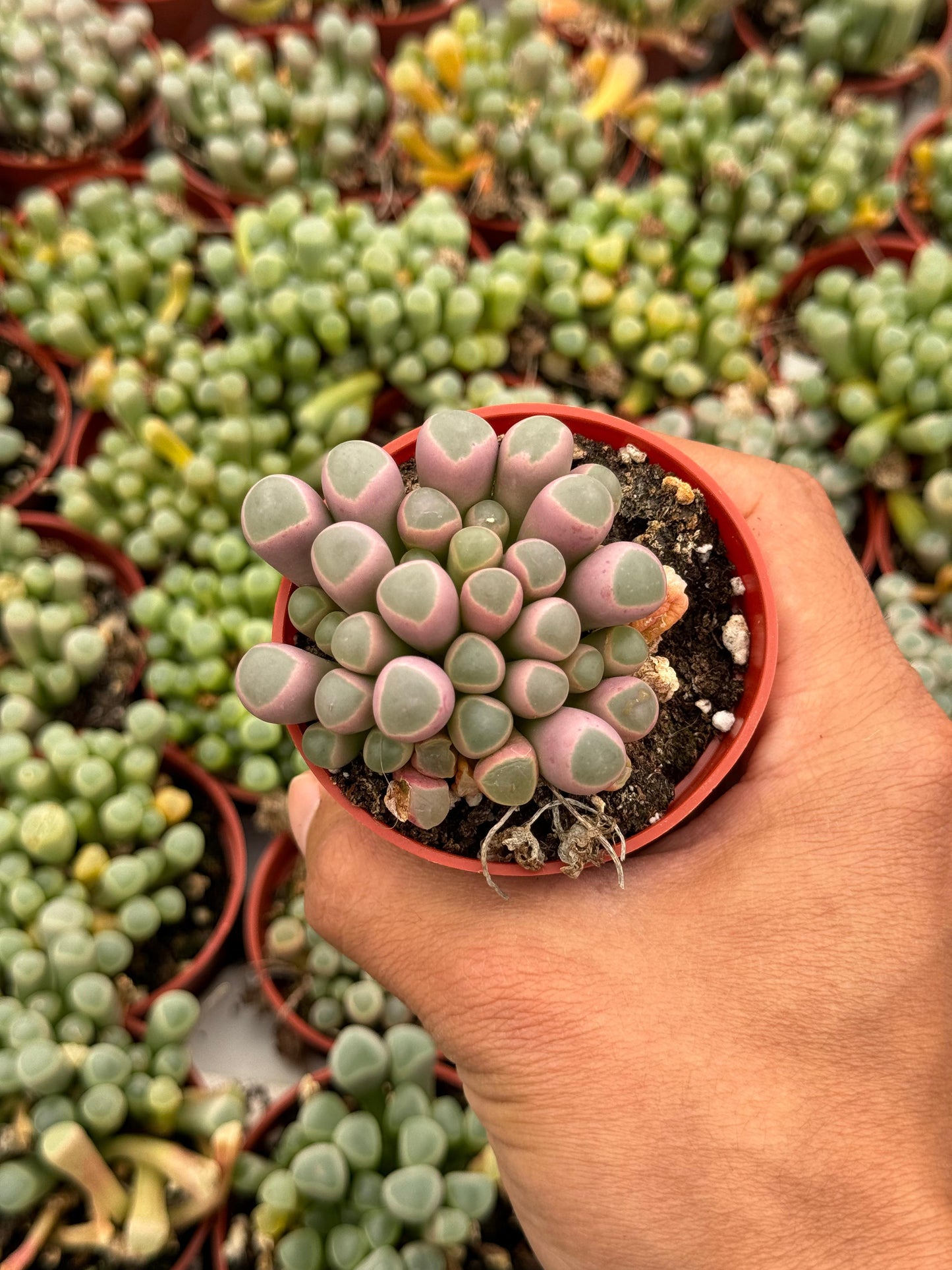 Fenestraria rhopalophylla