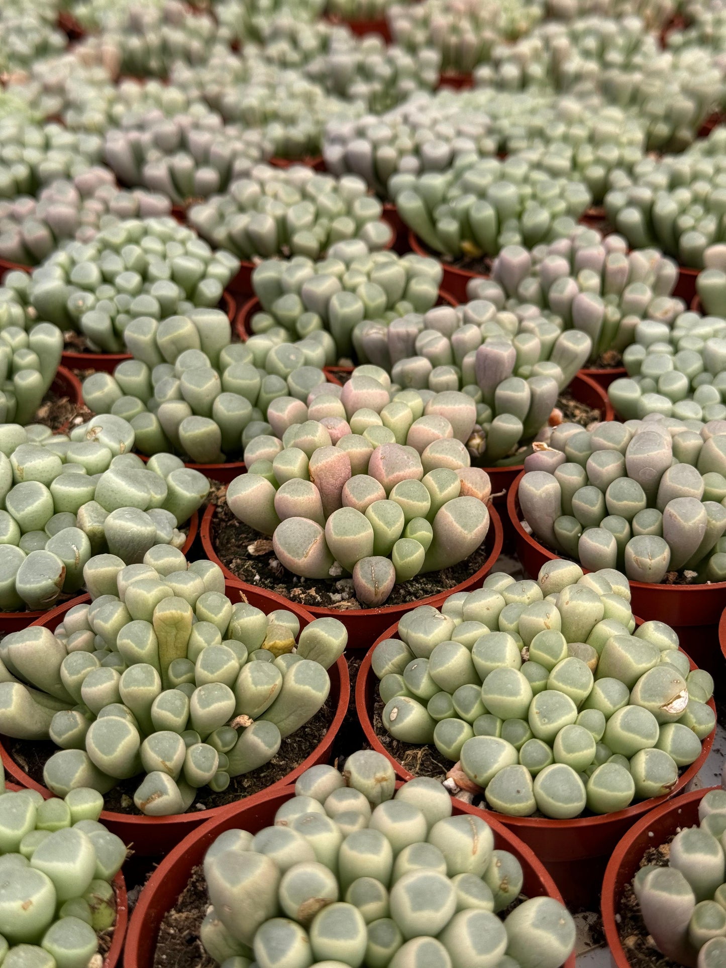 Fenestraria rhopalophylla