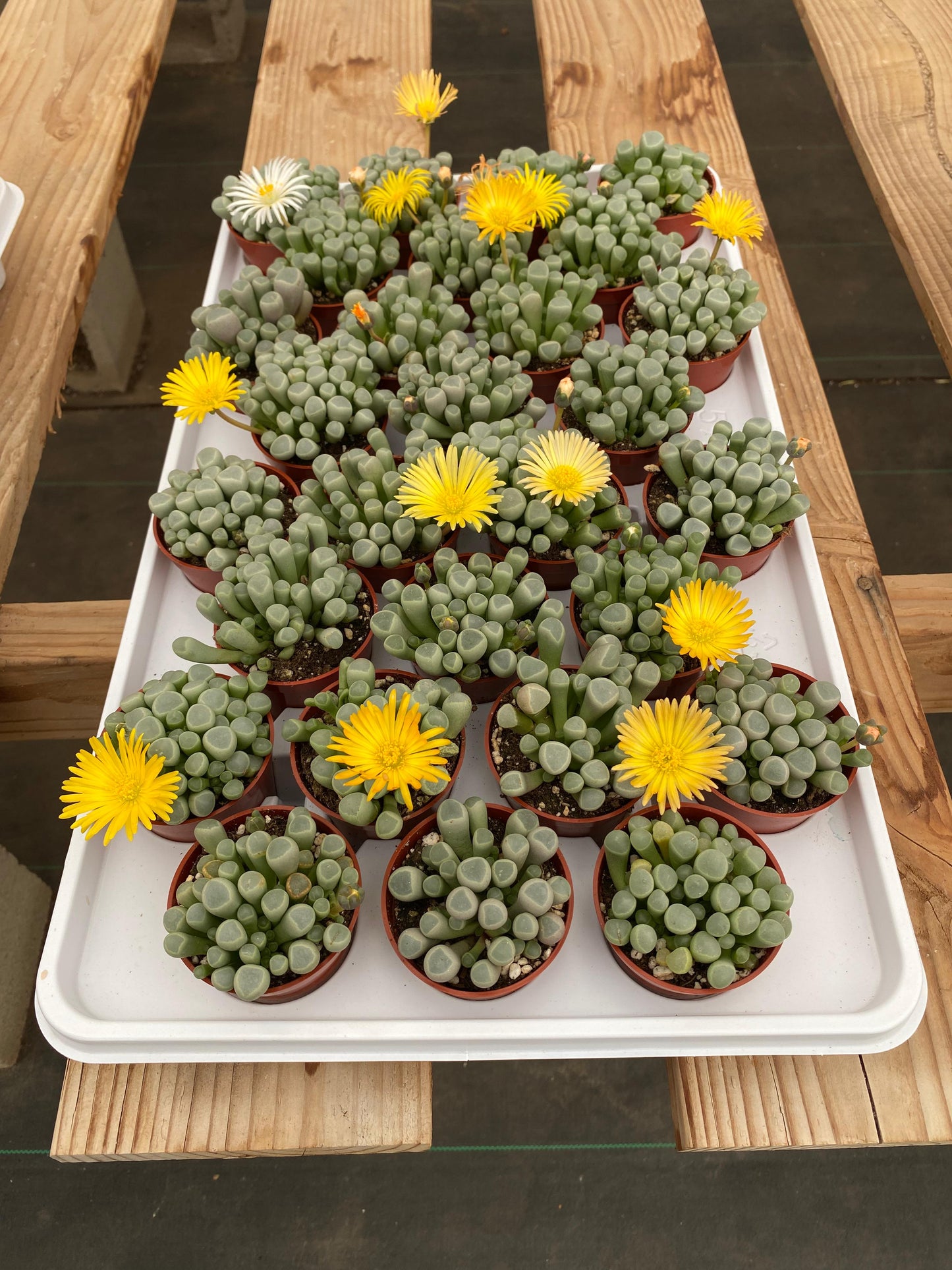 Fenestraria rhopalophylla
