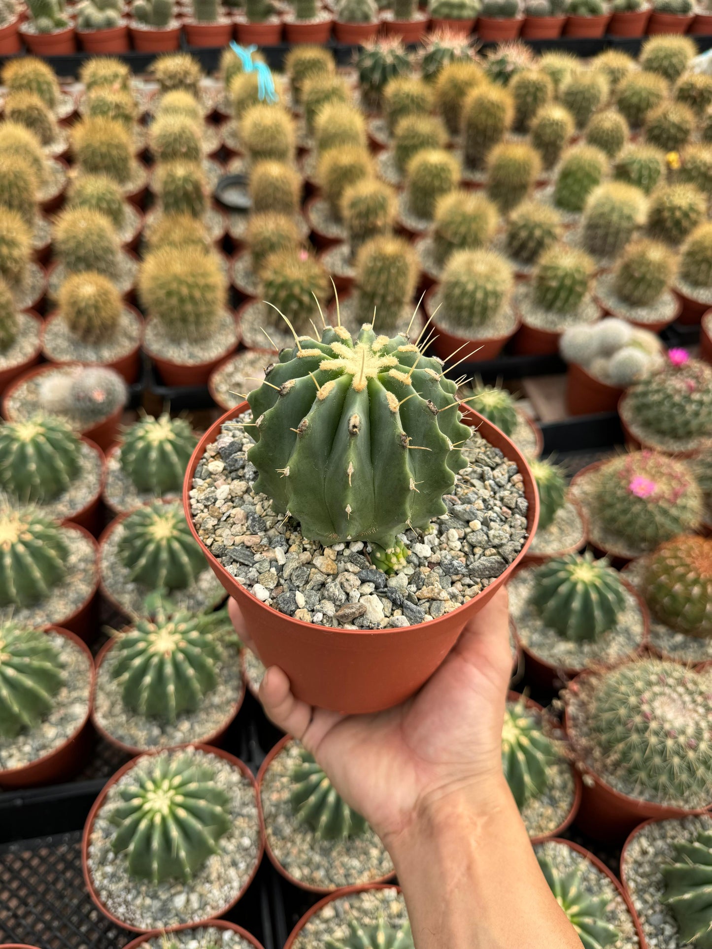 Ferocactus glaucescens var. Inermis 6”