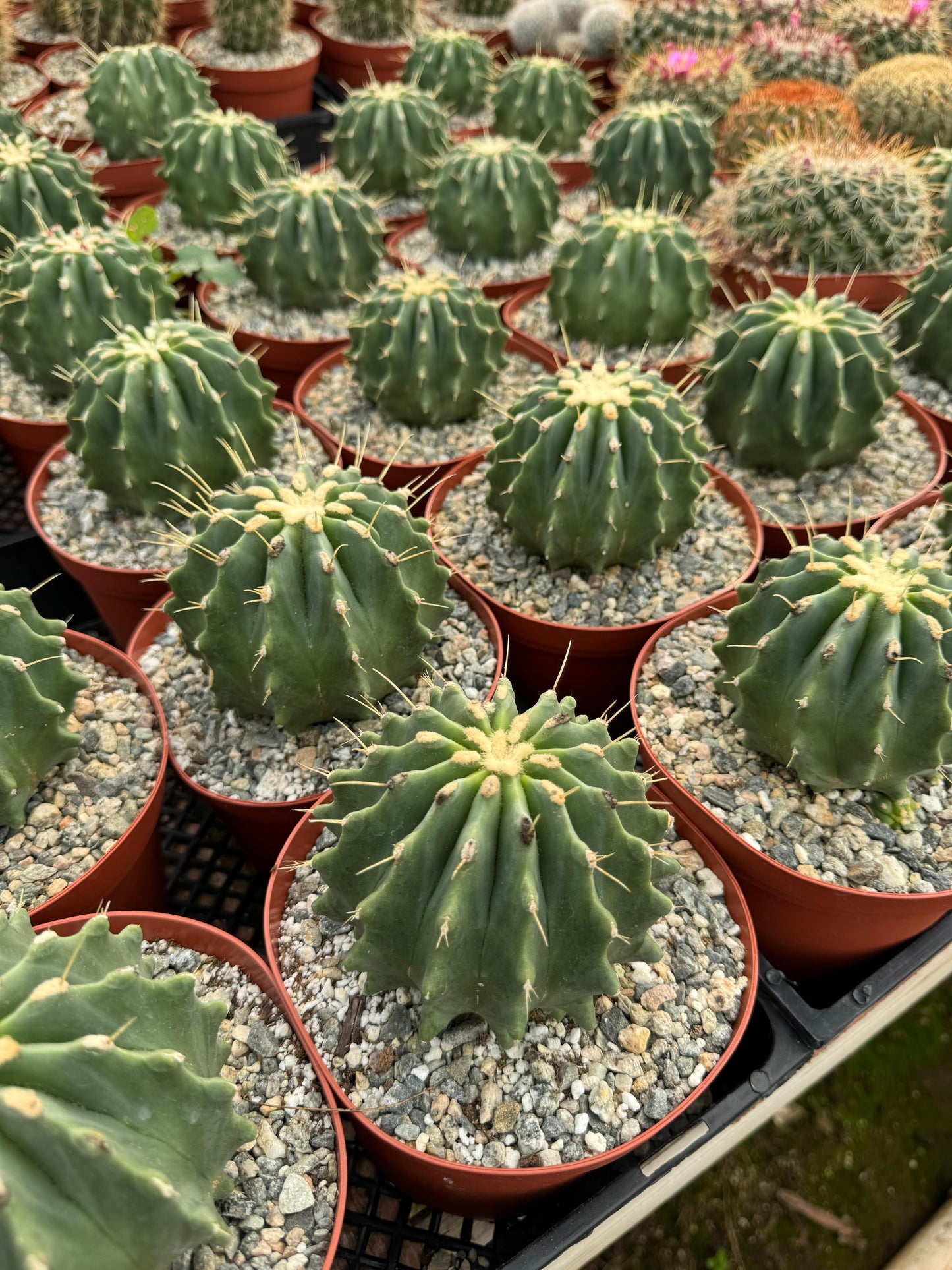 Ferocactus glaucescens var. Inermis 6”