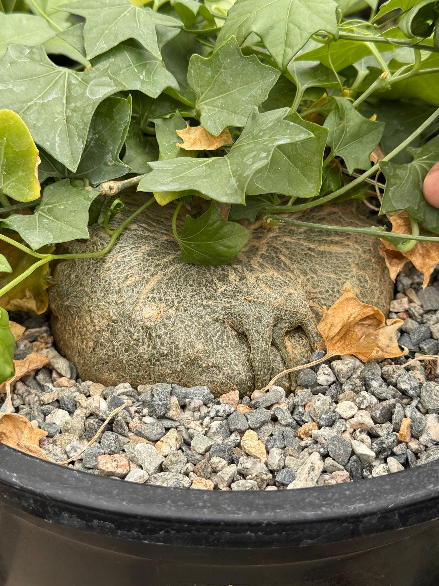 Gerrardanthus macrorhizus 10”