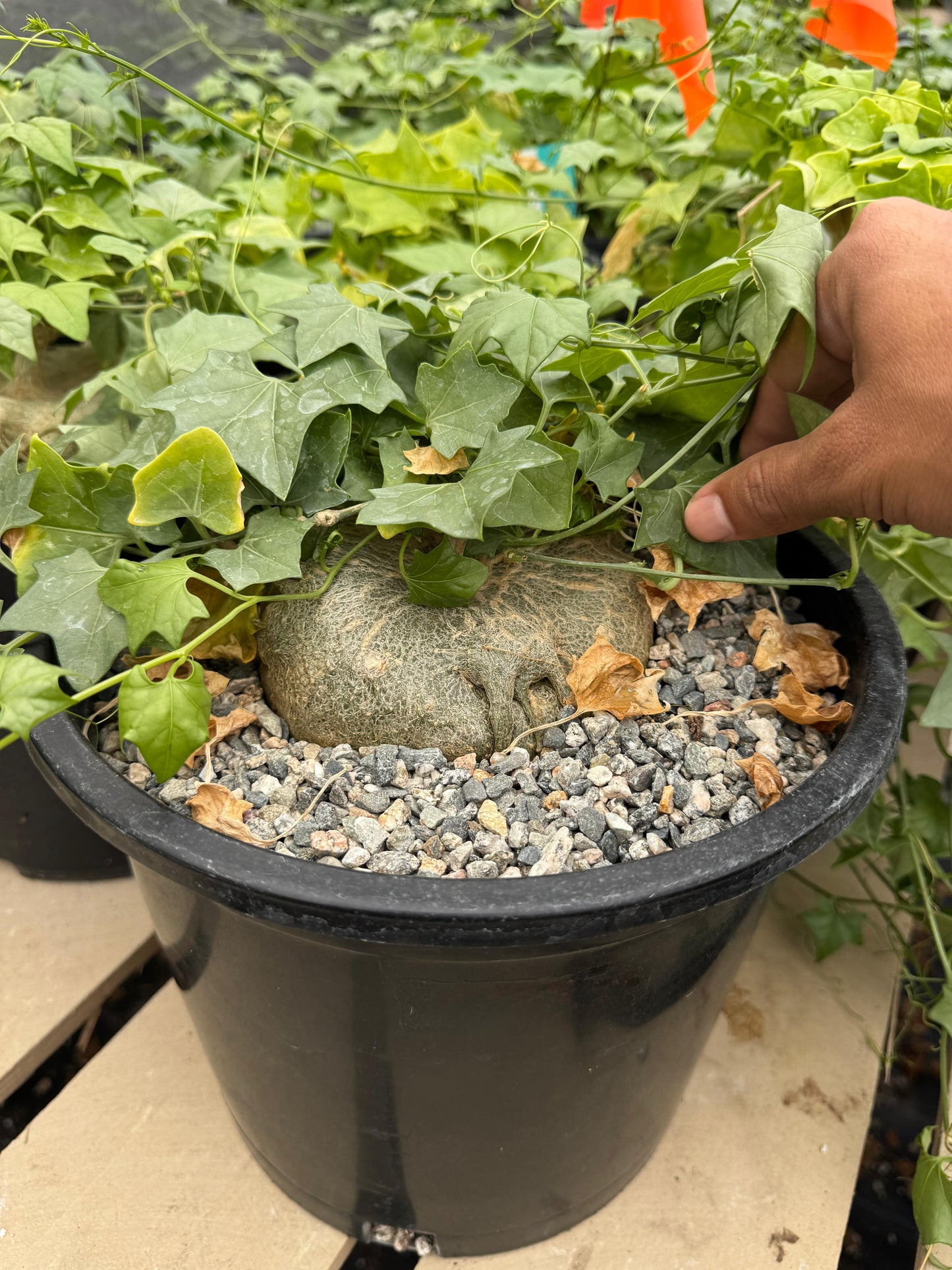 Gerrardanthus macrorhizus 10”