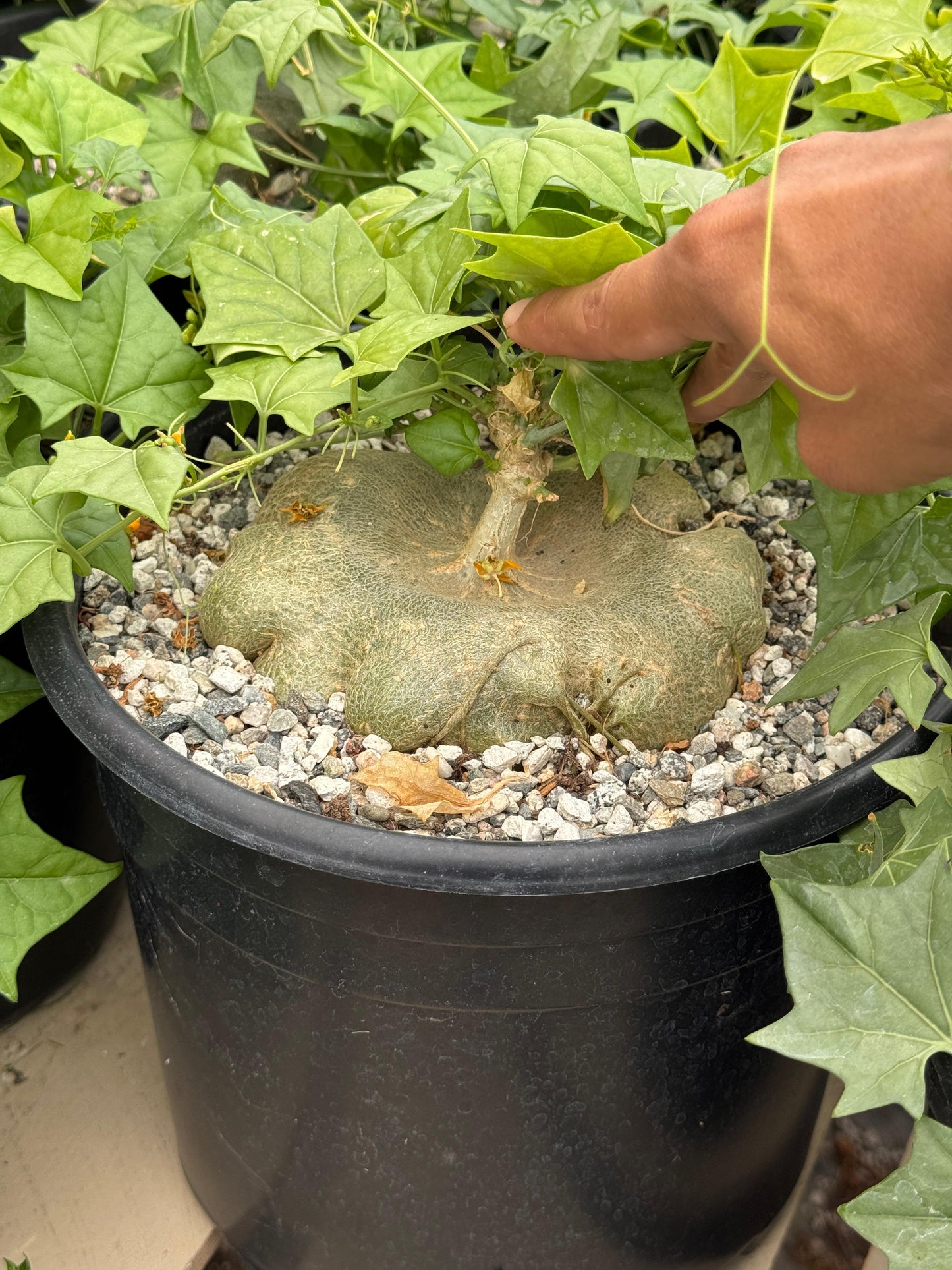 Gerrardanthus macrorhizus 10”