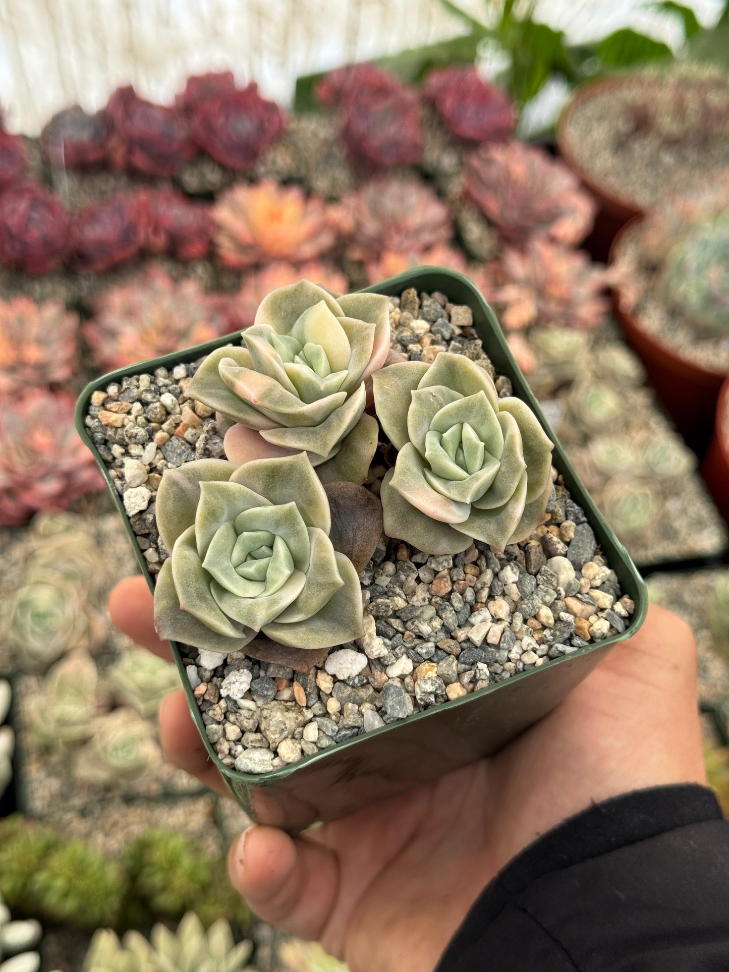 Graptoveria Lovely rose Variegada cluster