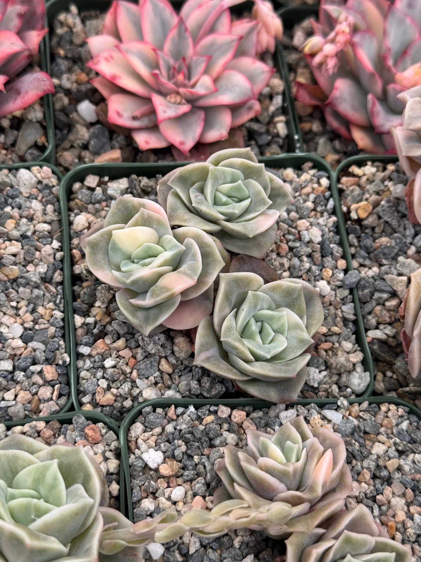 Graptoveria Lovely rose Variegada cluster