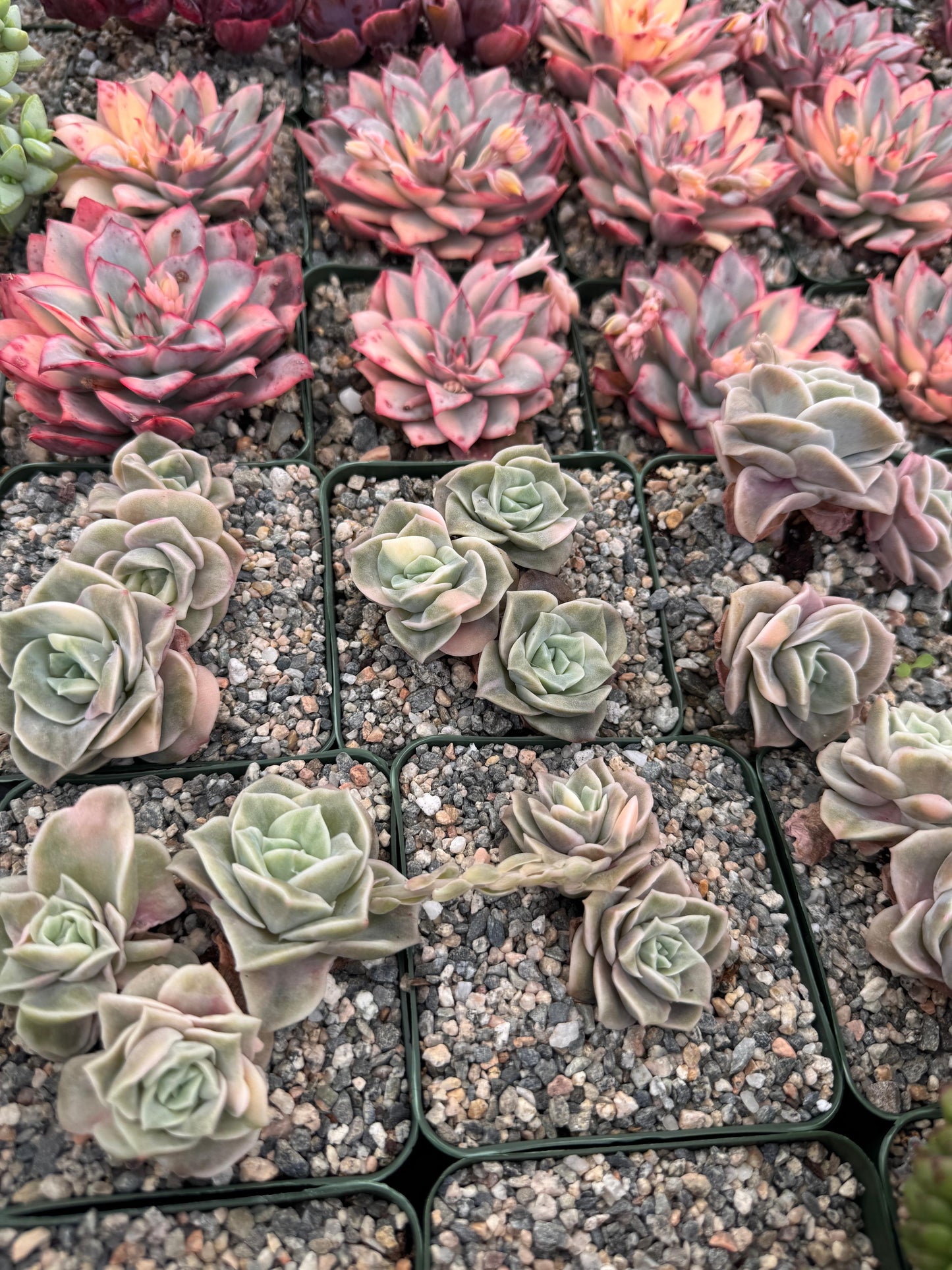 Graptoveria Lovely rose Variegada cluster