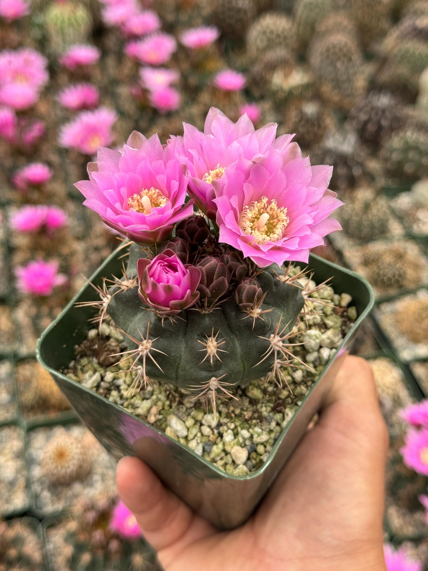 Gymnocalycium Nehuberi