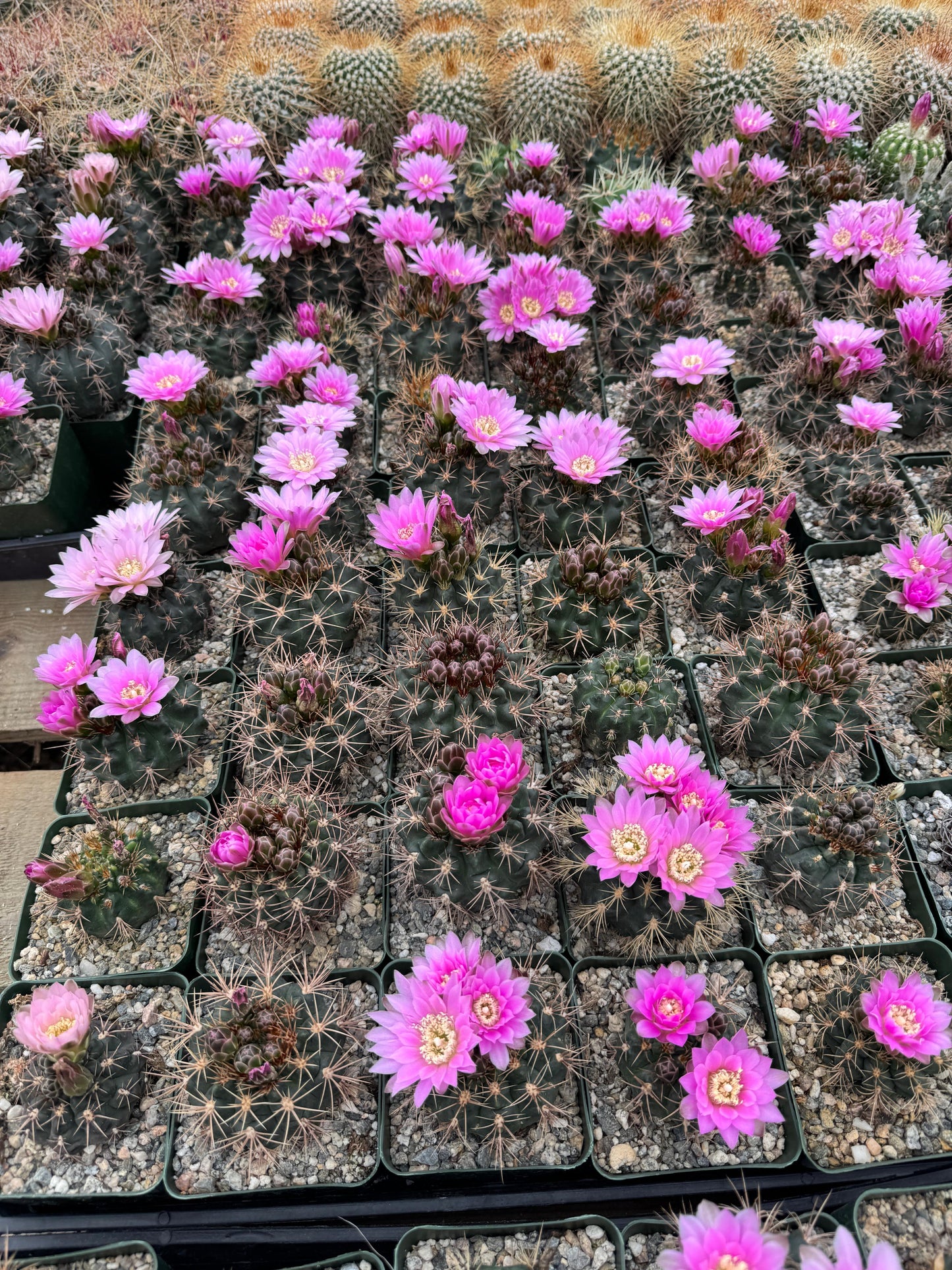 Gymnocalycium Nehuberi