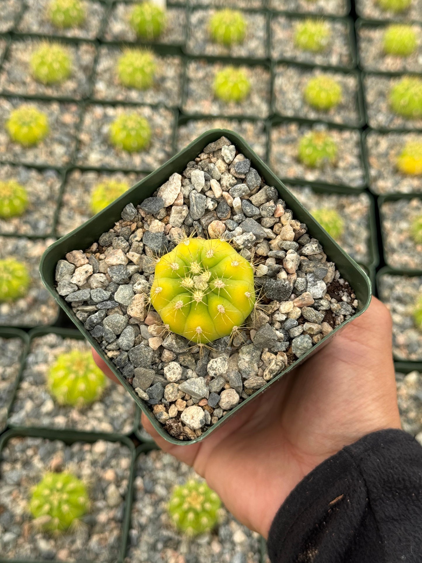 Gymnocalycium chacoense