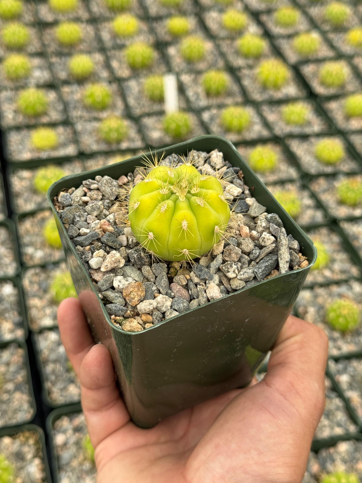 Gymnocalycium chacoense