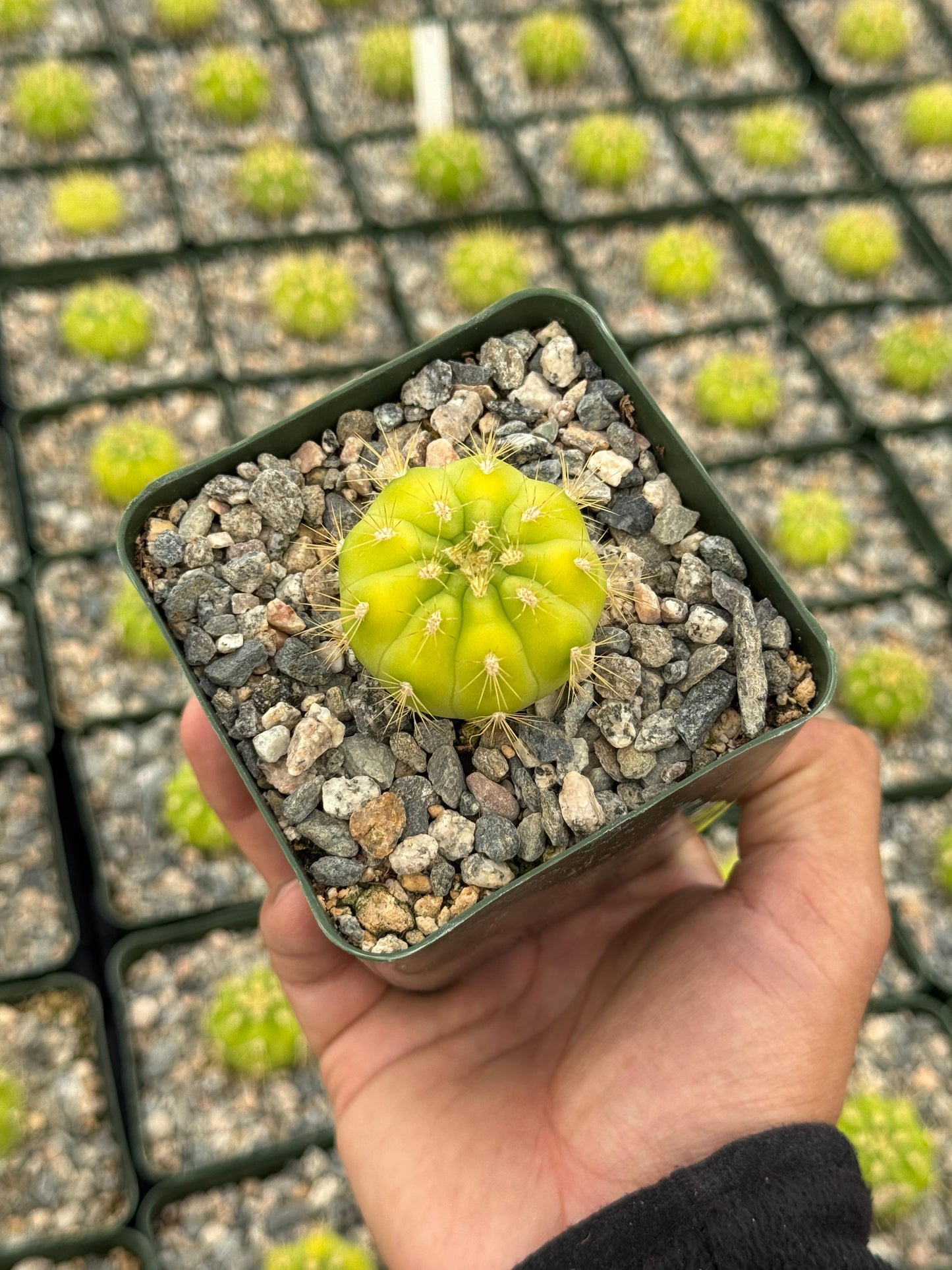 Gymnocalycium chacoense