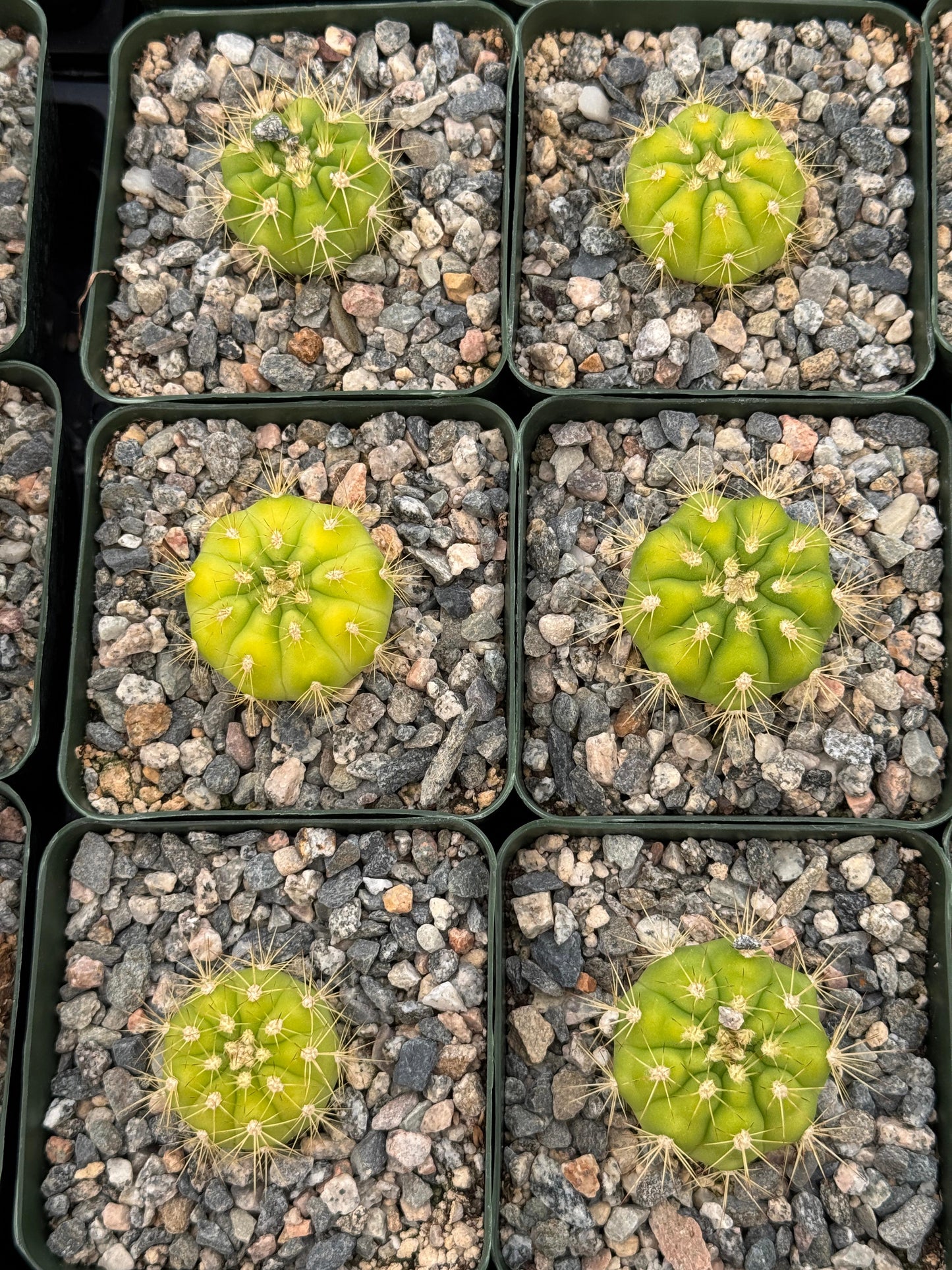 Gymnocalycium chacoense