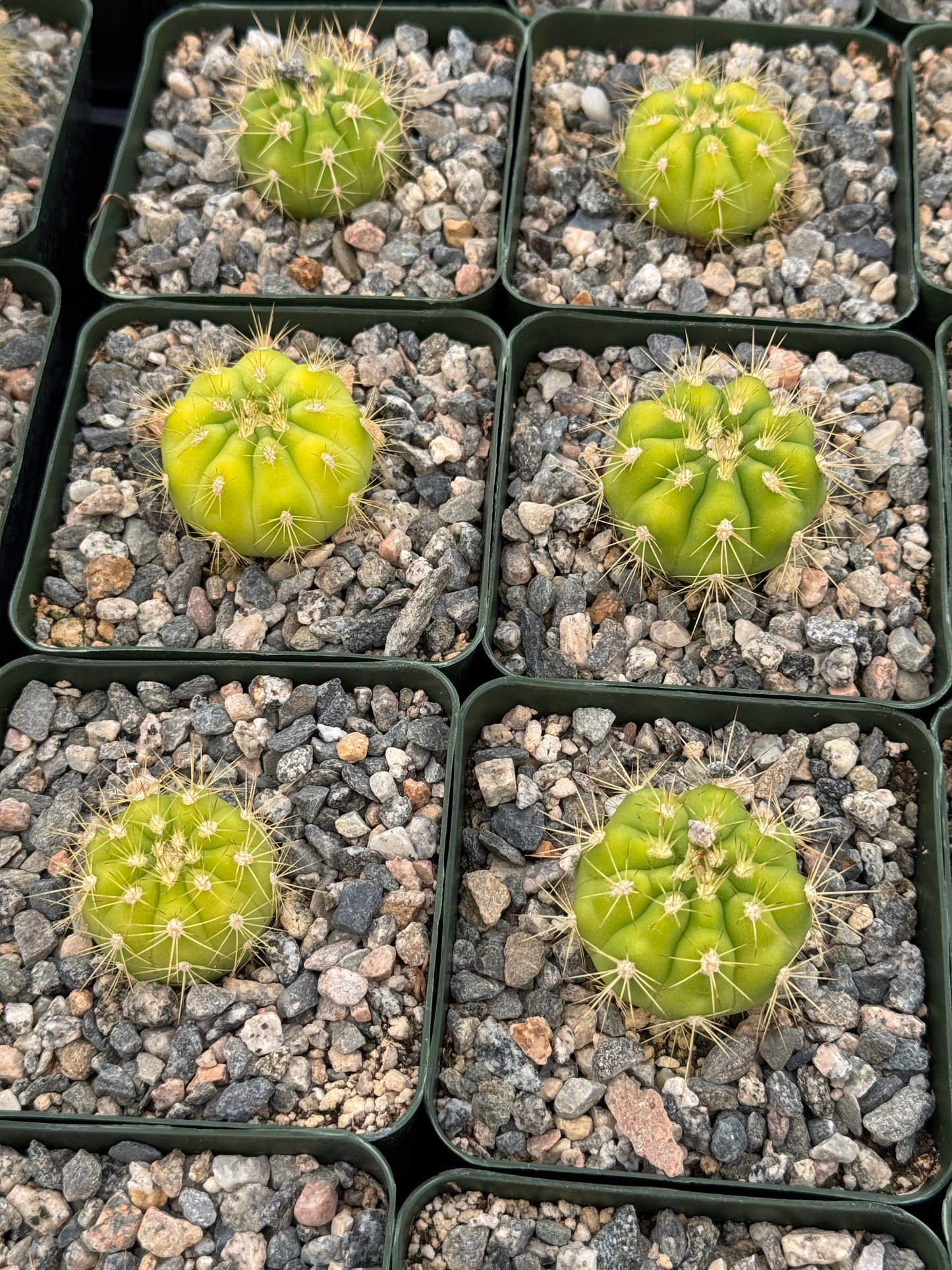 Gymnocalycium chacoense
