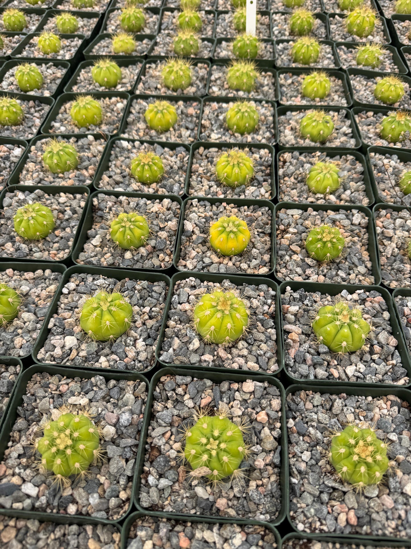 Gymnocalycium chacoense
