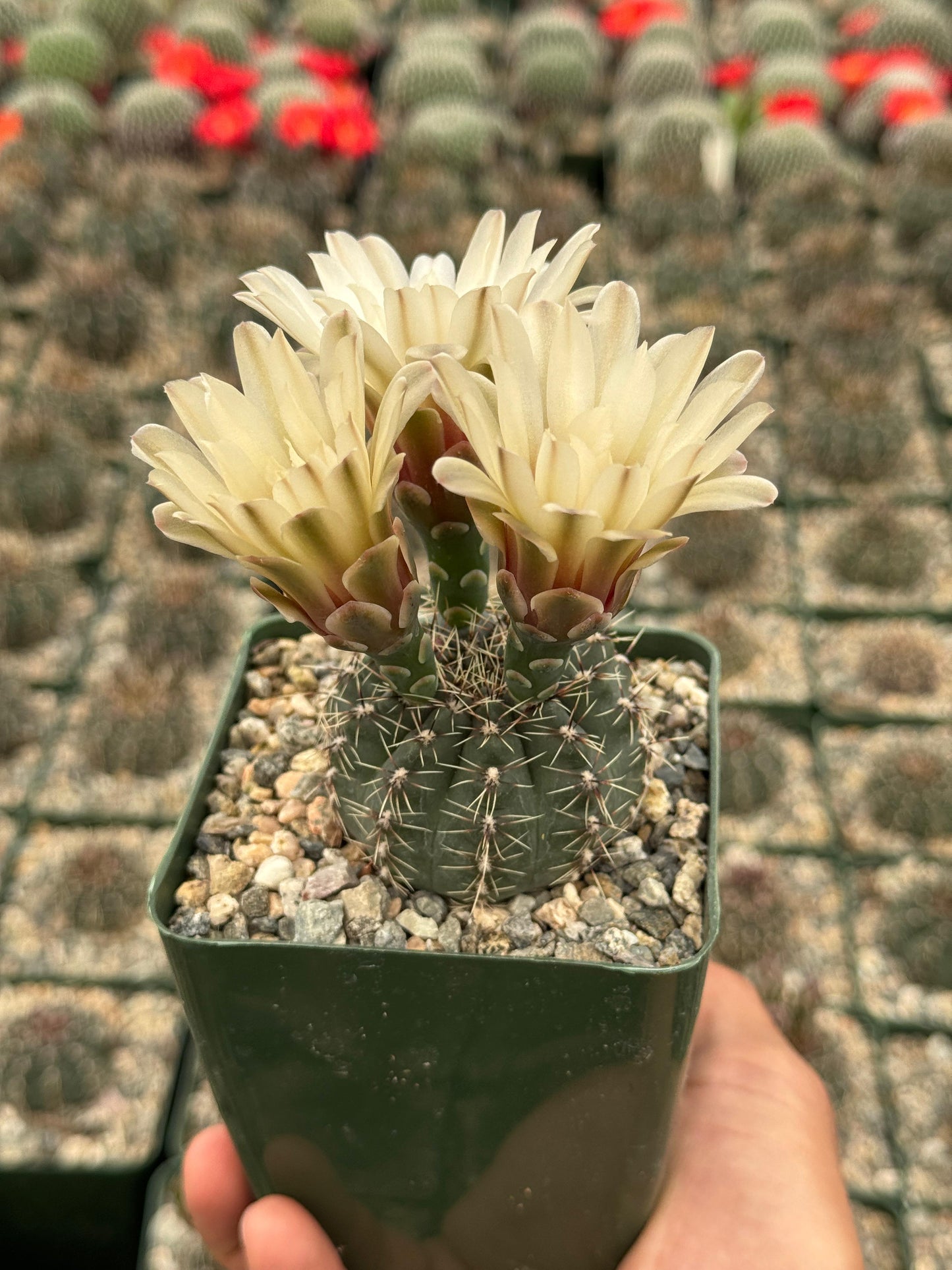 Gymnocalycium erinaceum