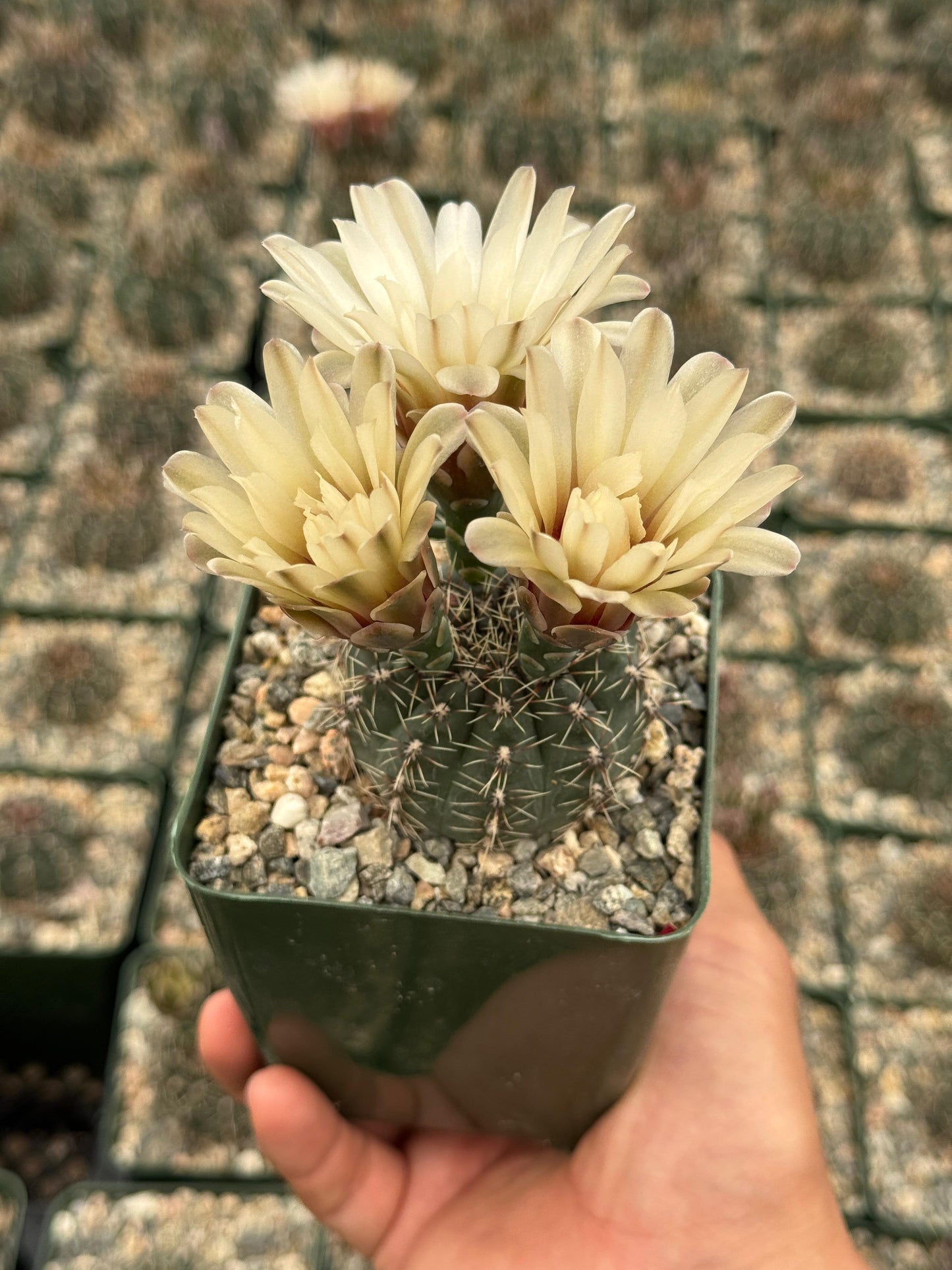 Gymnocalycium erinaceum