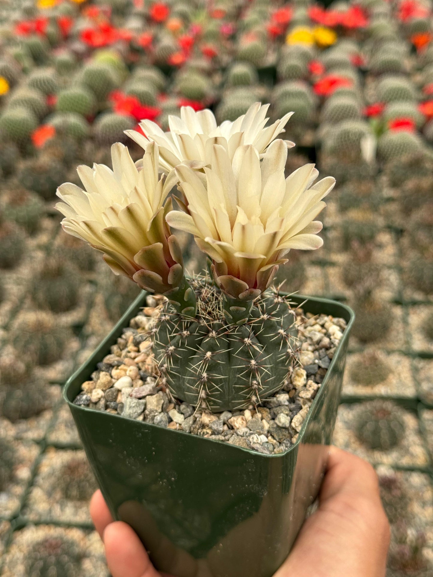 Gymnocalycium erinaceum