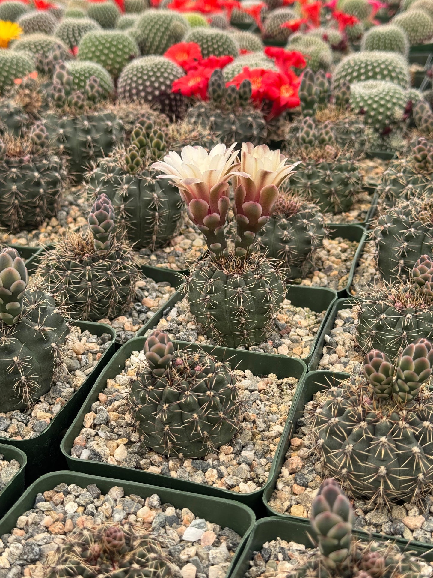 Gymnocalycium erinaceum