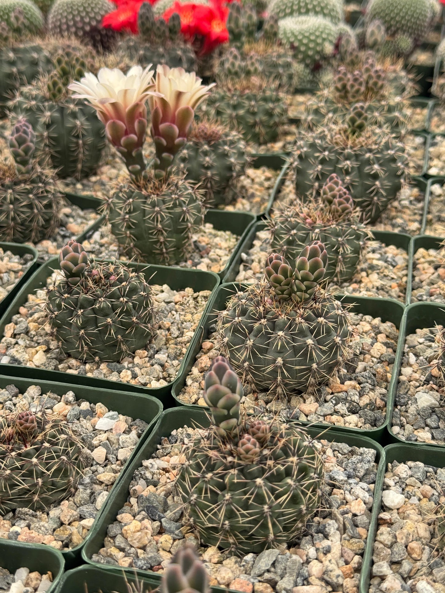 Gymnocalycium erinaceum