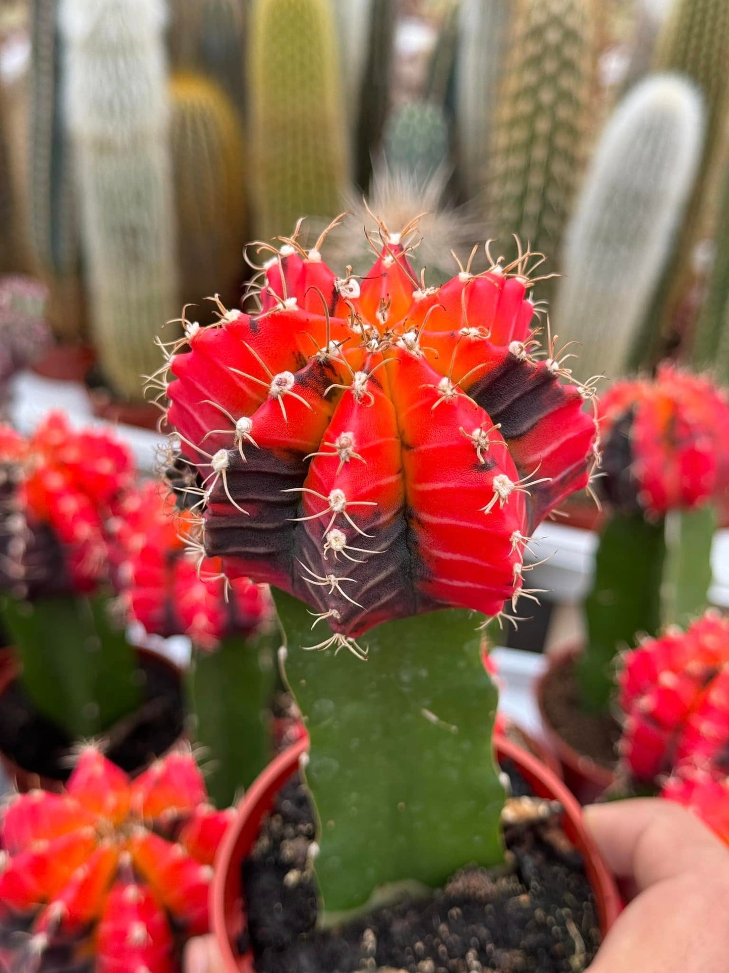 Gymnocalycium mihanovichii variegado