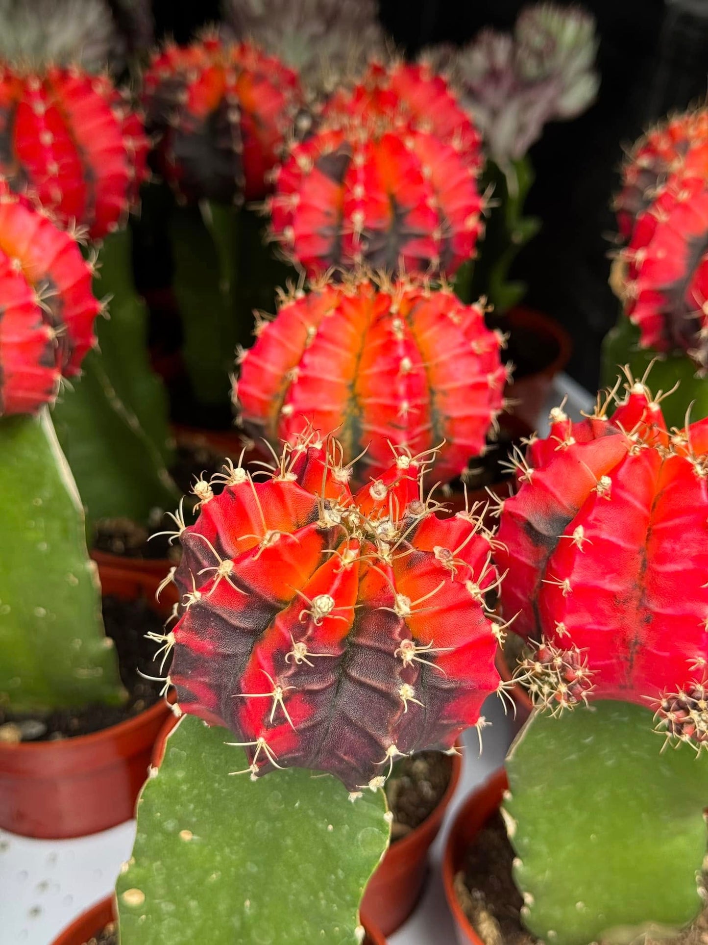 Gymnocalycium mihanovichii variegado